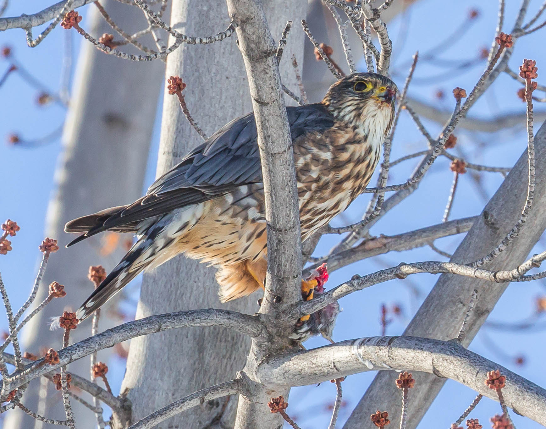 Canon EOS 600D (Rebel EOS T3i / EOS Kiss X5) sample photo. Little hawk photography