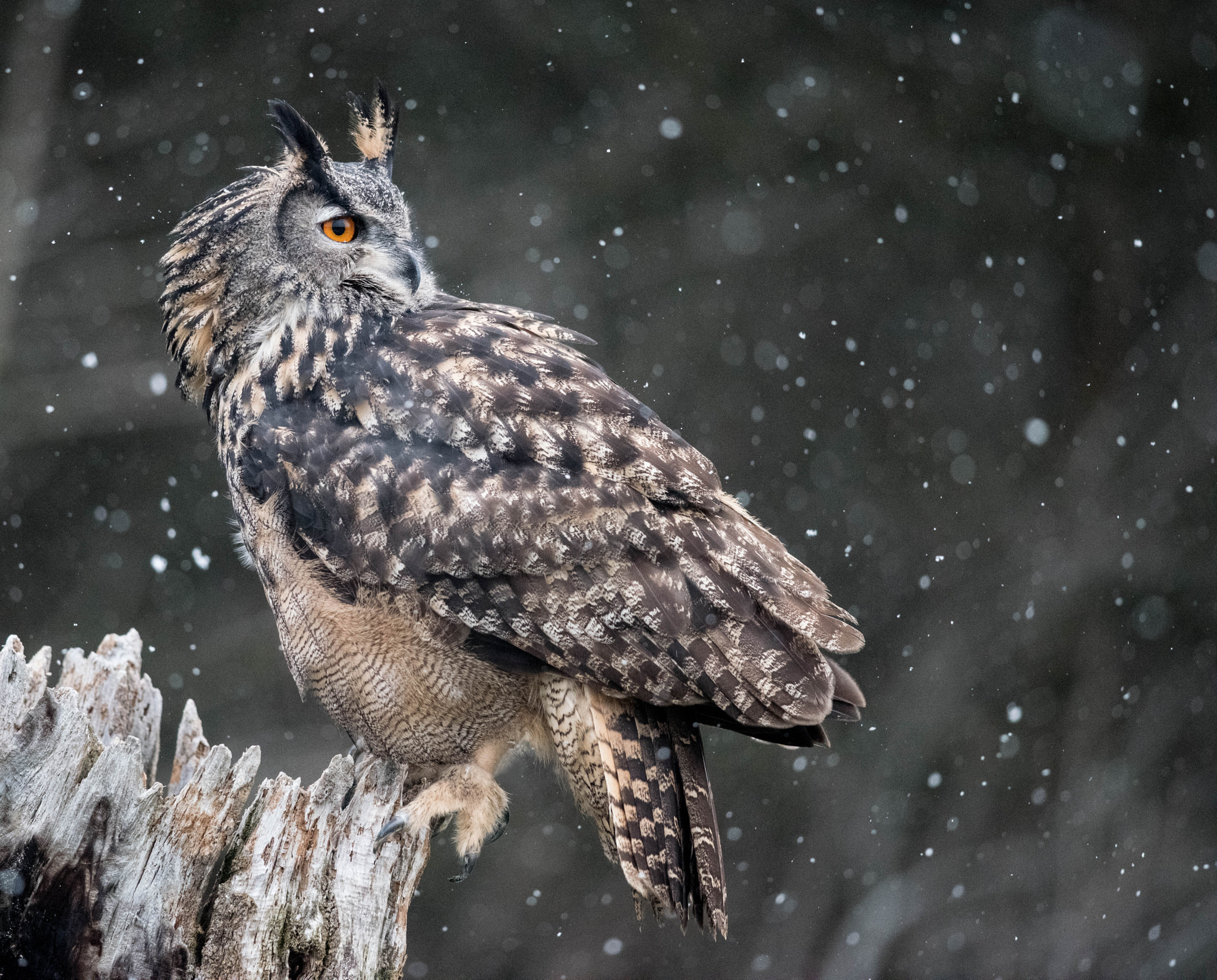 Nikon D810 + Nikon AF-S Nikkor 300mm F4D ED-IF sample photo. Eurasian eagle-owl taken at the raptor conservancy.  nice touch to have it snowing! photography