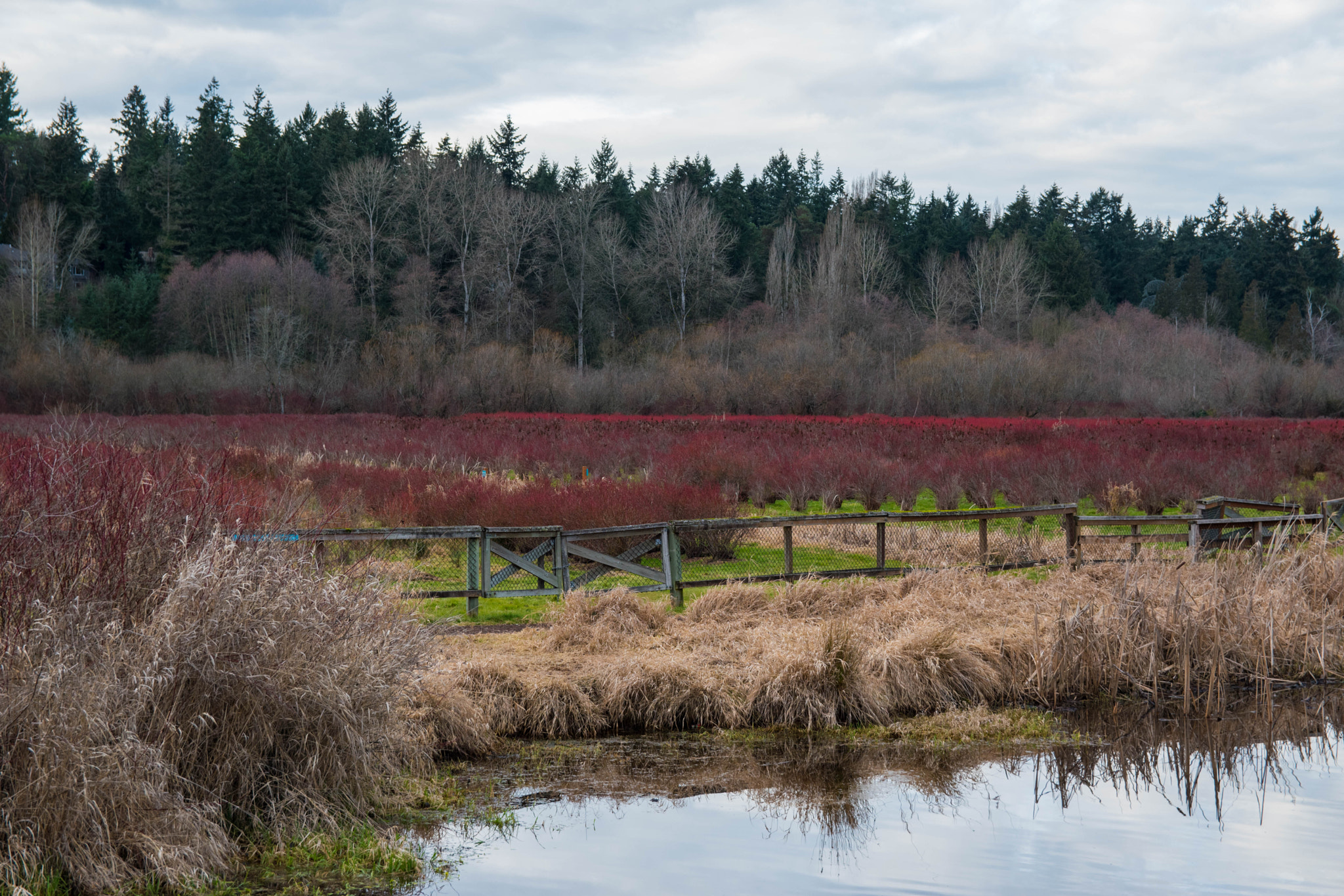 Sigma 17-50mm F2.8 EX DC OS HSM sample photo. Dsc photography