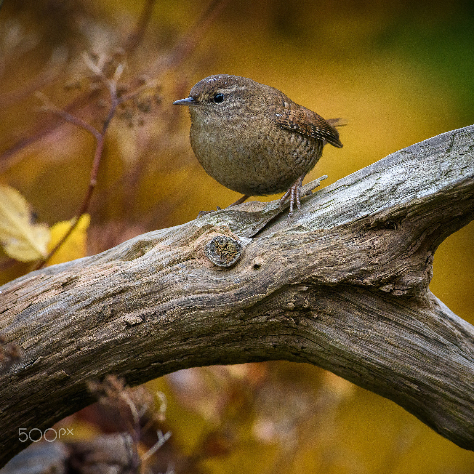 Nikon D810 sample photo. Autumn colors photography