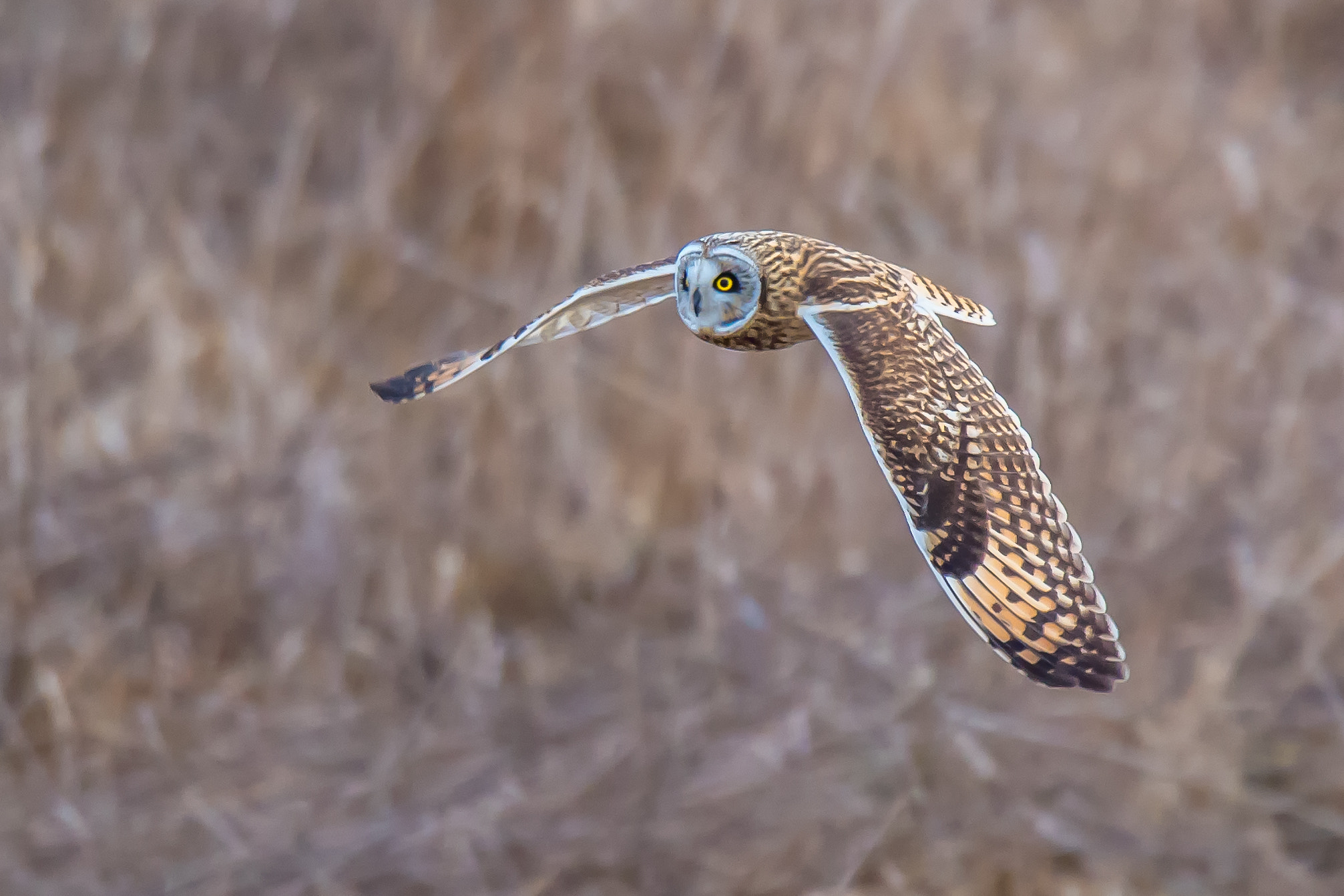 Nikon D5 + Nikon AF-S Nikkor 600mm F4G ED VR sample photo. Owl photography
