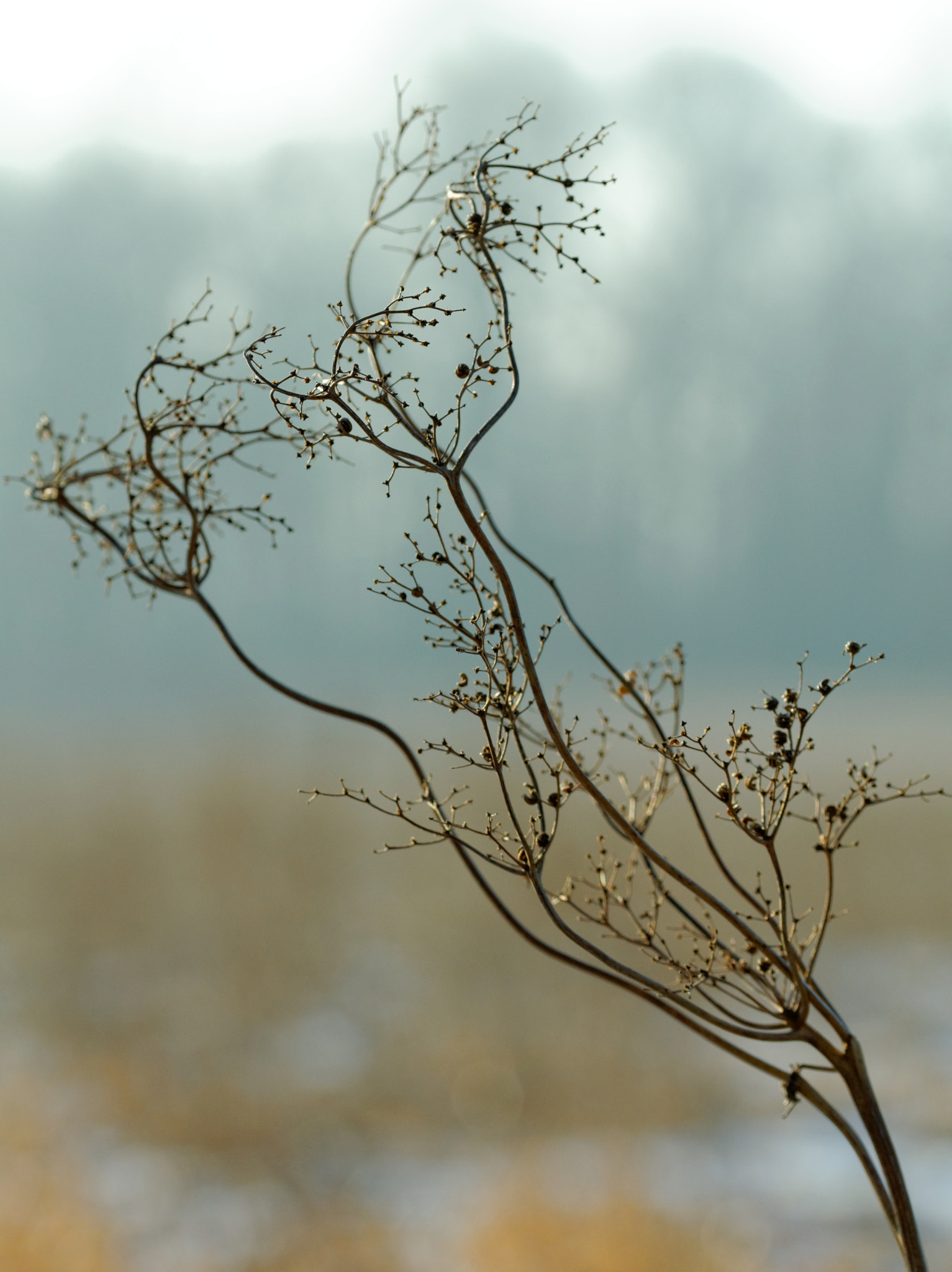 Sigma 105mm F2.8 EX DG OS HSM sample photo. Gone with the wind photography