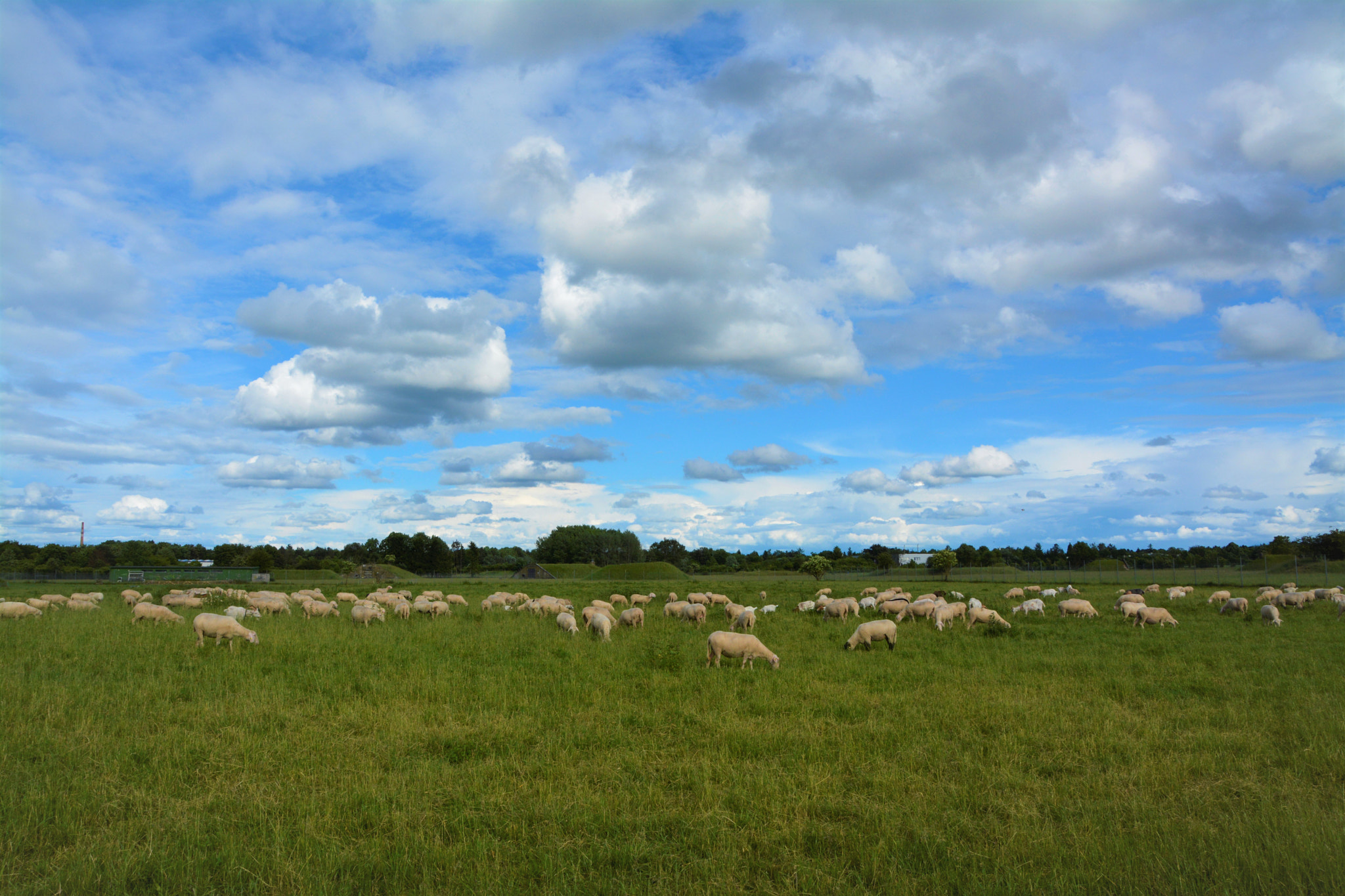 Sigma 18-250mm F3.5-6.3 DC OS HSM sample photo. Sheep photography