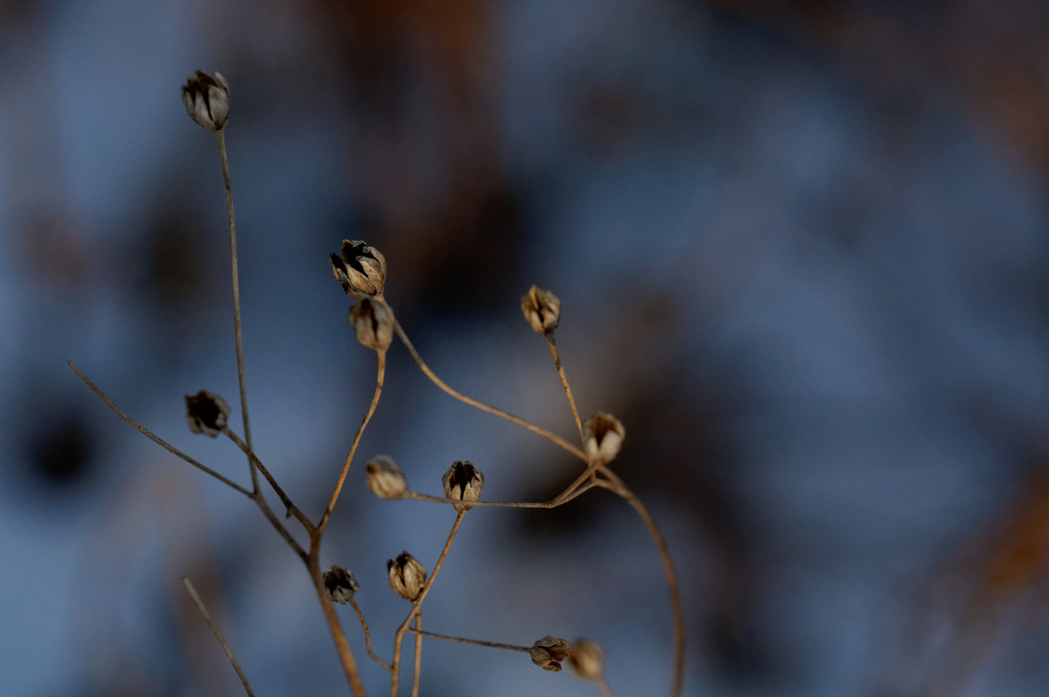 Sigma 105mm F2.8 EX DG OS HSM sample photo