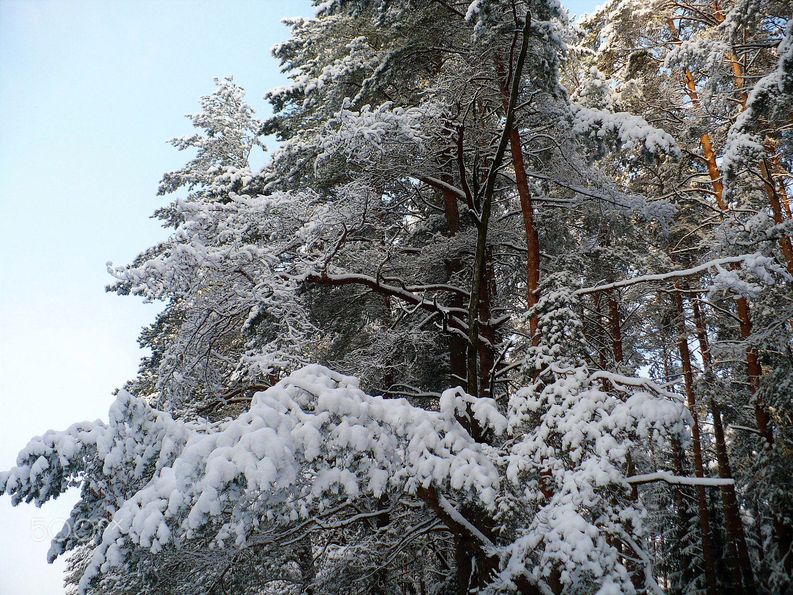 Panasonic DMC-LZ7 sample photo. Snowy branch photography