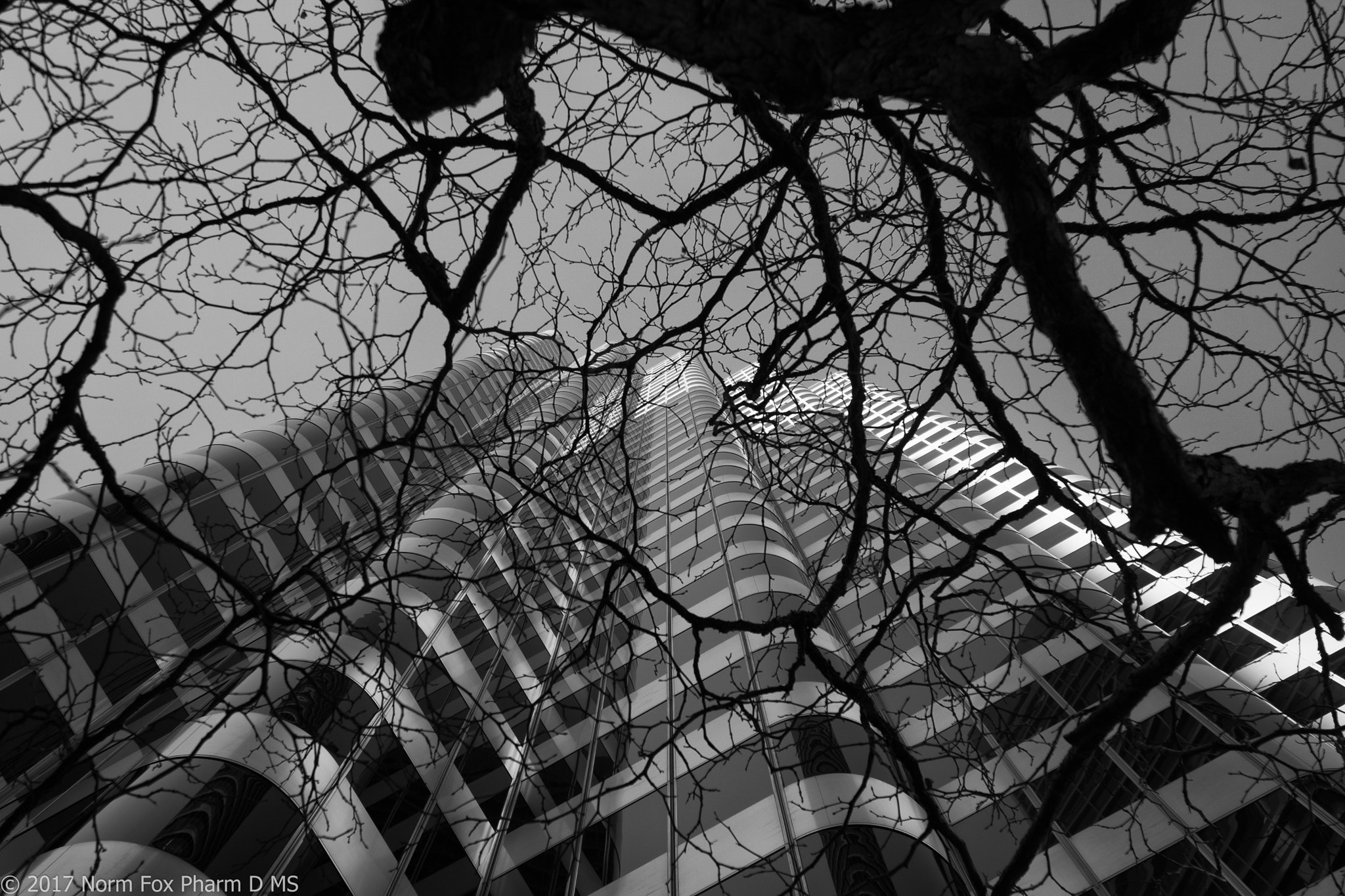 Canon EOS 760D (EOS Rebel T6s / EOS 8000D) sample photo. Tree in san francisco photography