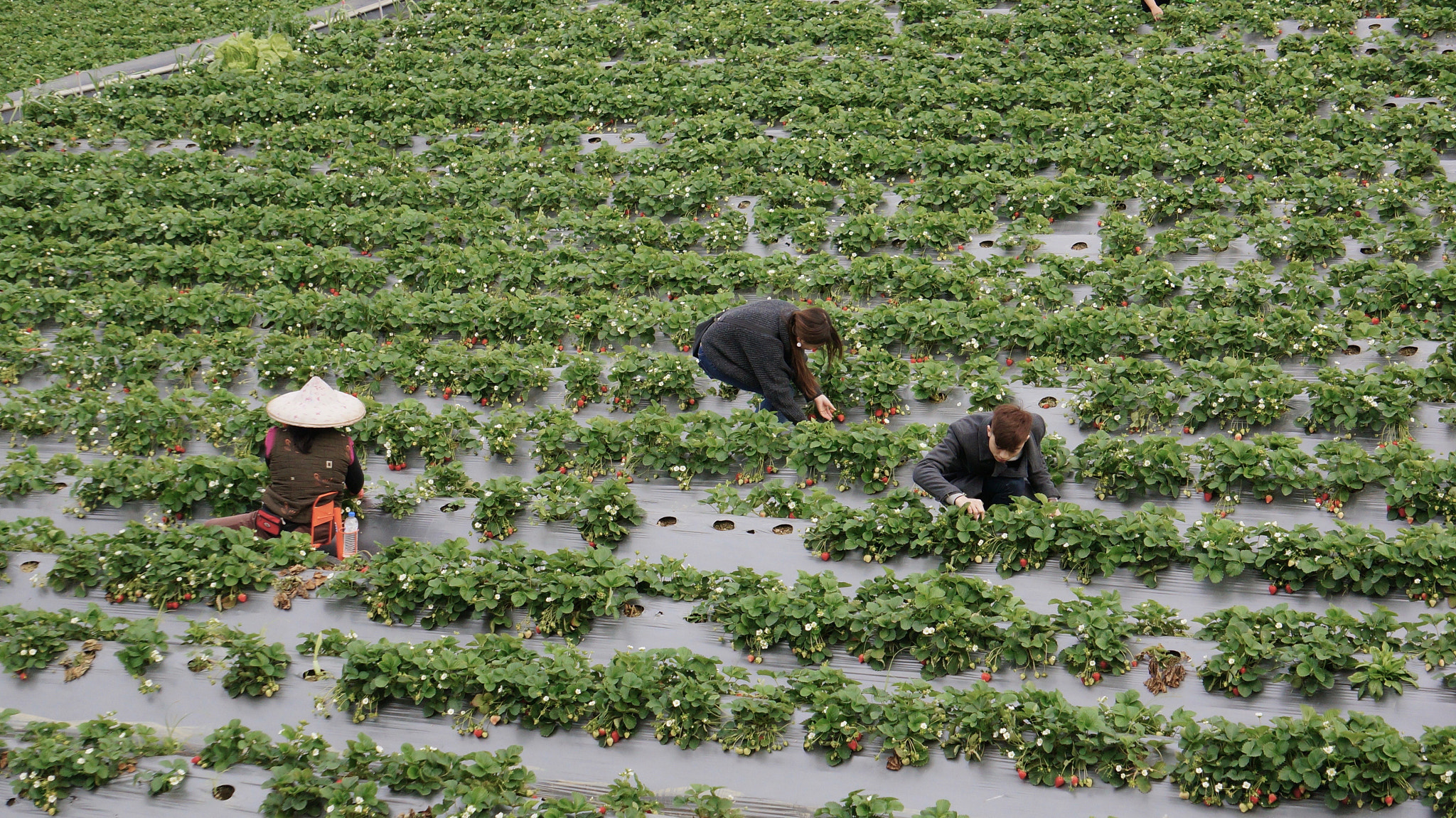 Sony E 55-210mm F4.5-6.3 OSS sample photo. Strawberry picking photography