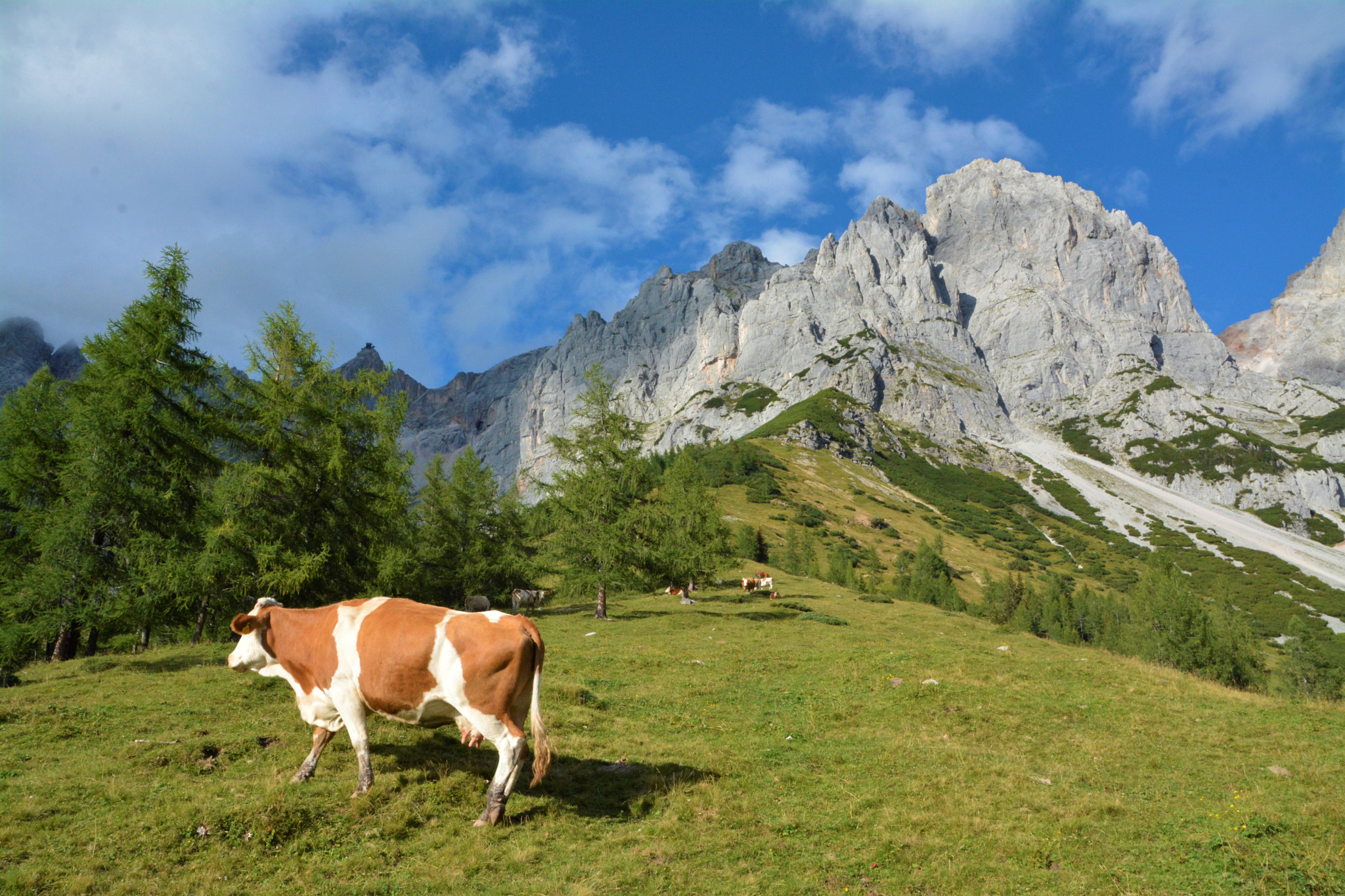Sigma 18-250mm F3.5-6.3 DC OS HSM sample photo. Cow photography