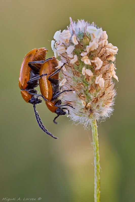 Sony ILCA-77M2 sample photo. Exosoma lusitanicum photography