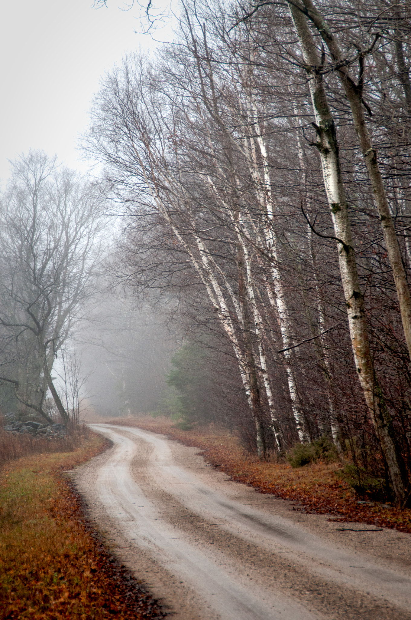 Nikon D300 sample photo. Late fall beech trees photography