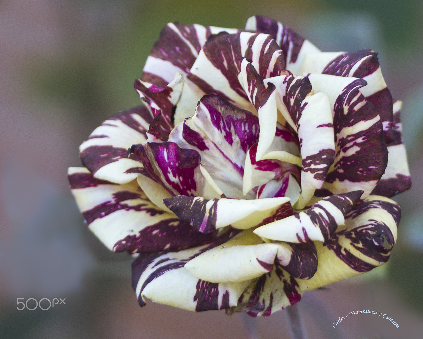 Tamron SP 150-600mm F5-6.3 Di VC USD sample photo. Rosa photography