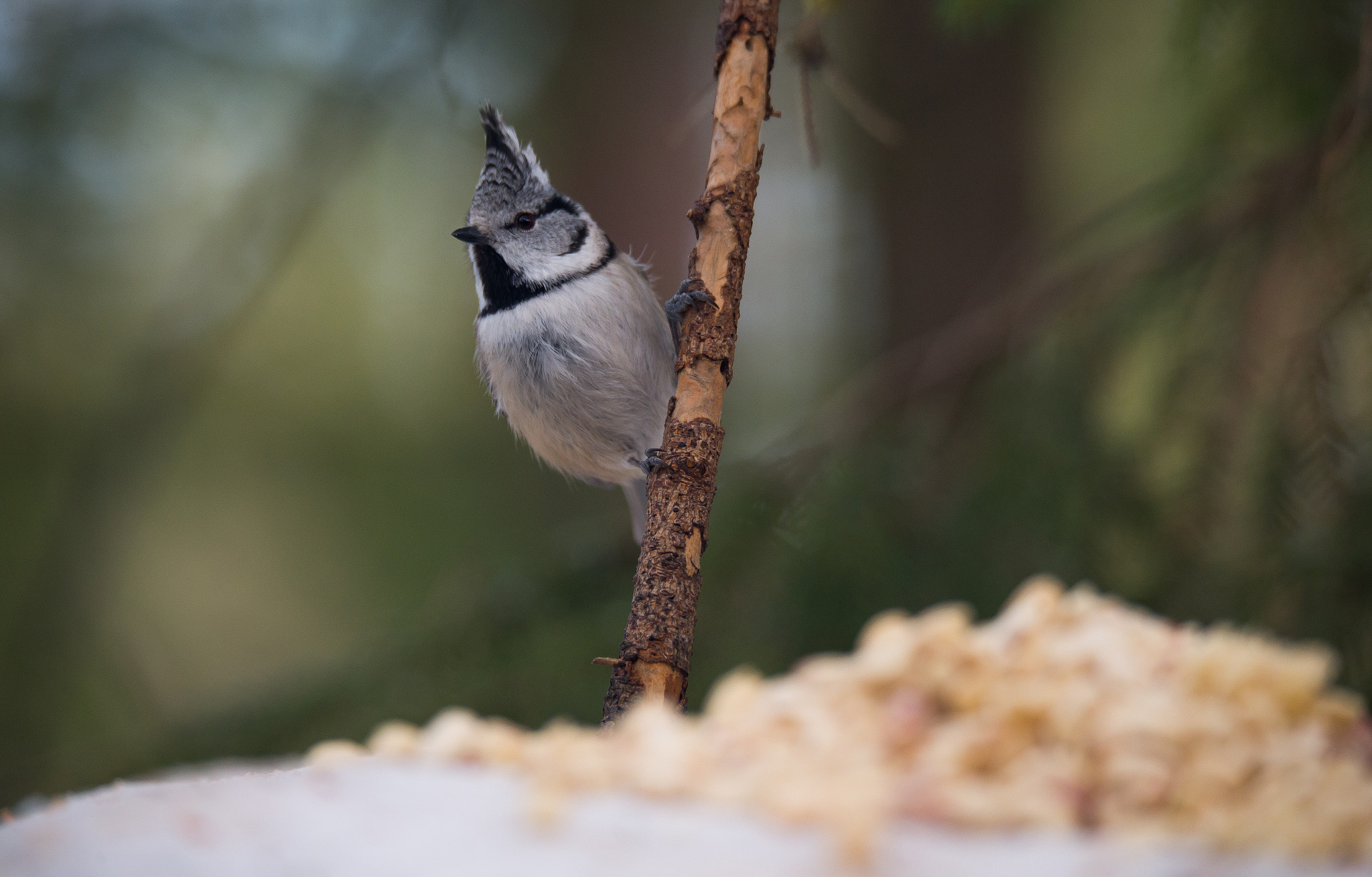 Sigma 150-600mm F5-6.3 DG OS HSM | S sample photo. Crested tit photography