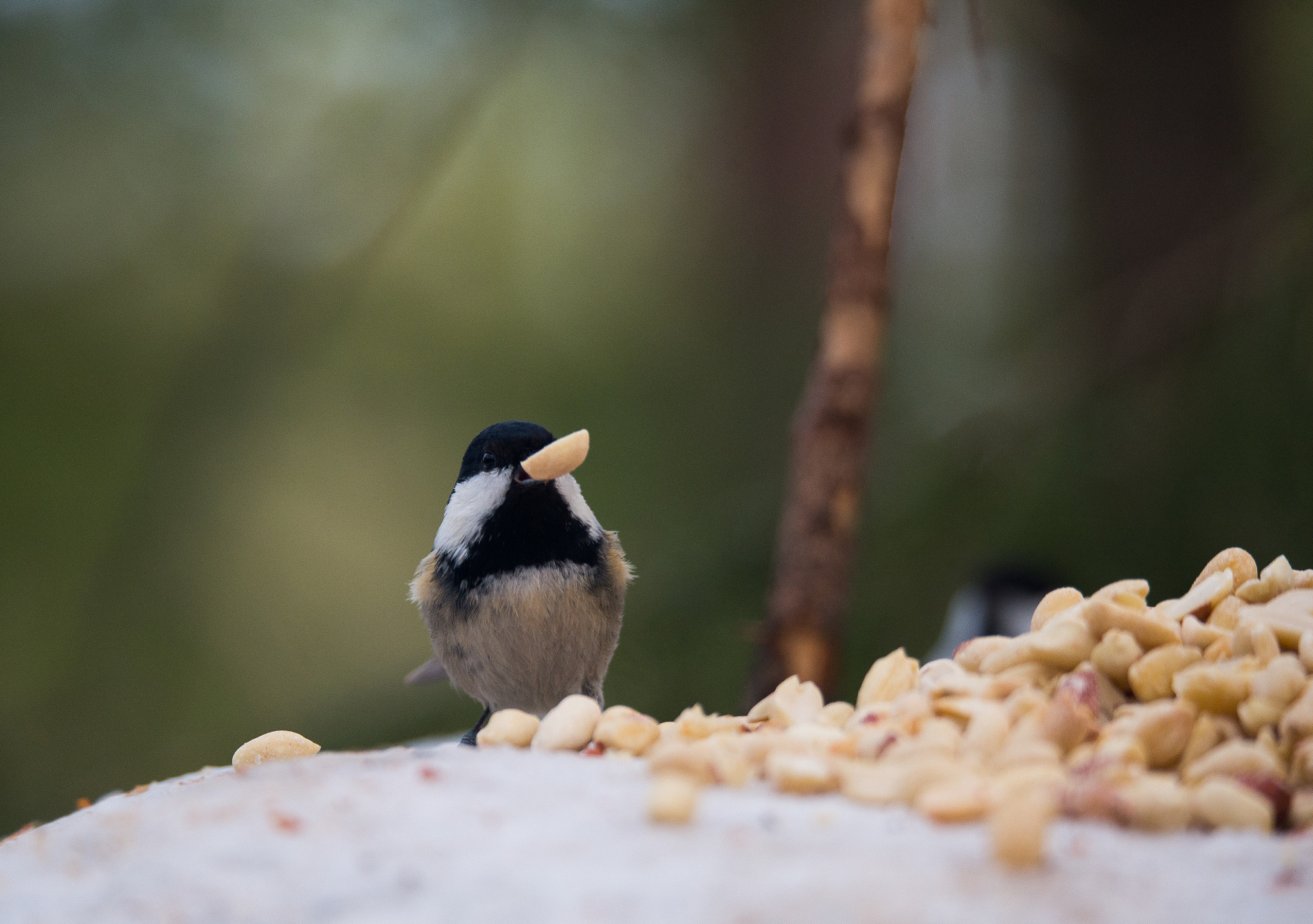 Nikon Df + Sigma 150-600mm F5-6.3 DG OS HSM | S sample photo. Coal tit photography