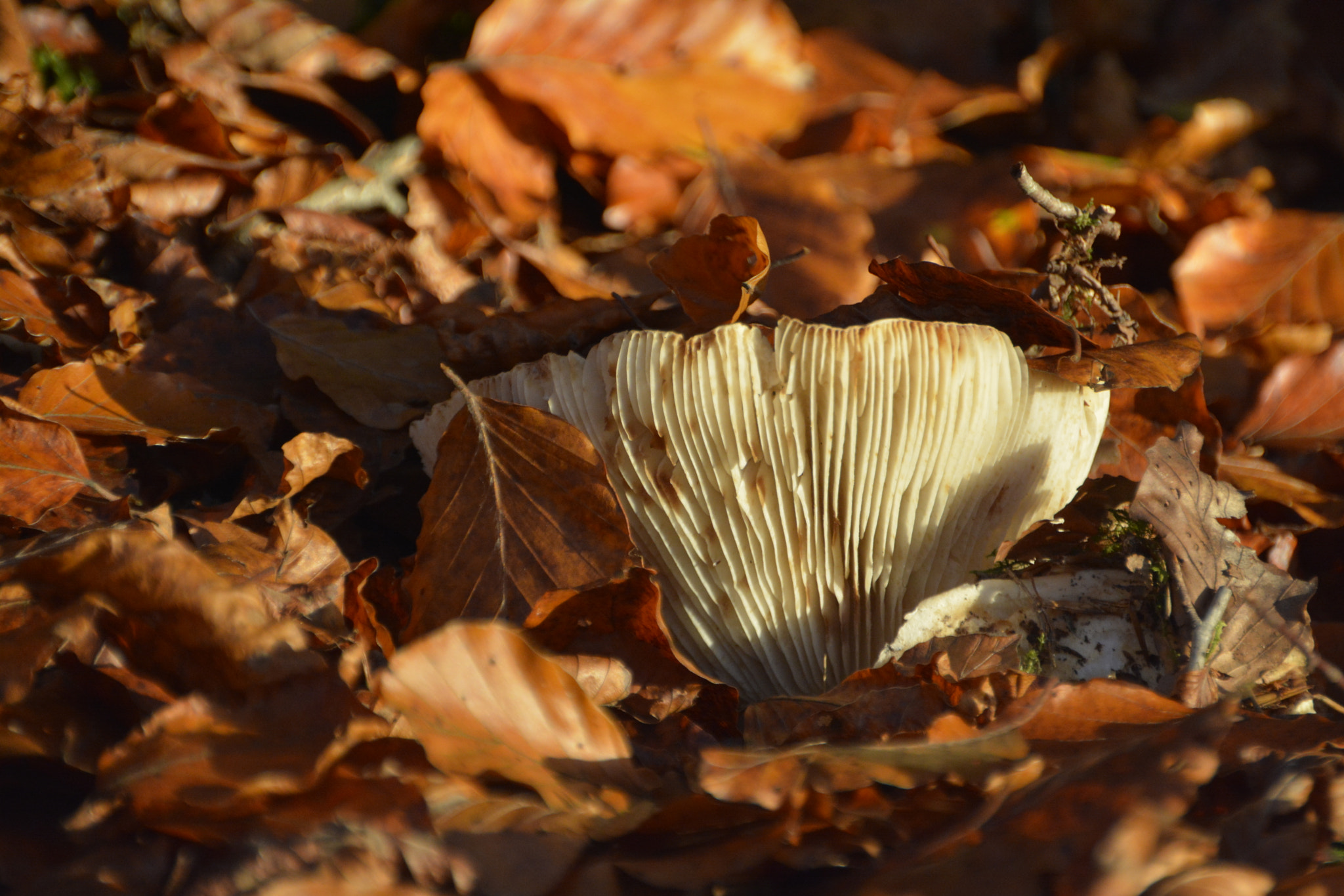 Sigma 18-250mm F3.5-6.3 DC OS HSM sample photo. Mushroom. photography