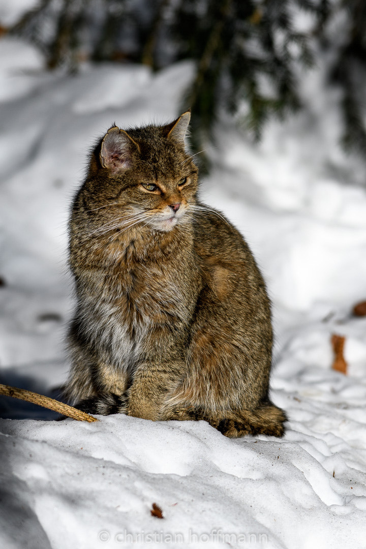 Nikon AF-S Nikkor 300mm F2.8G ED-IF VR sample photo. European wild cat photography