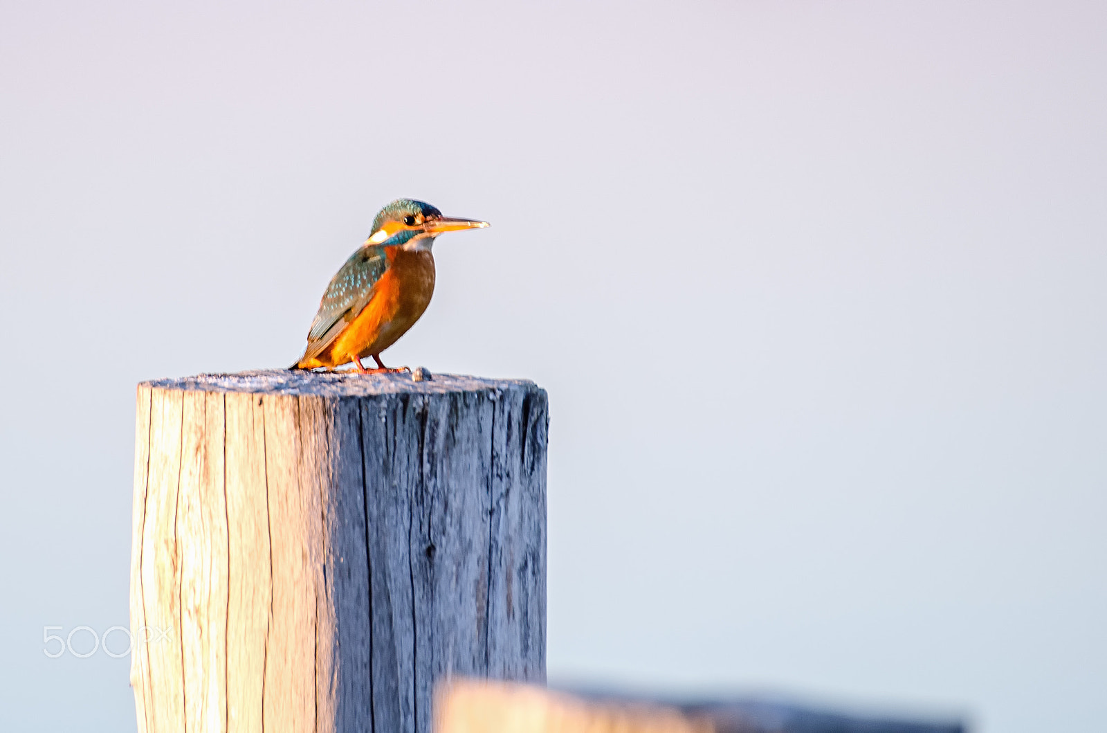 Nikon D5100 + Sigma 70-300mm F4-5.6 DG OS sample photo. Martin pescatore photography