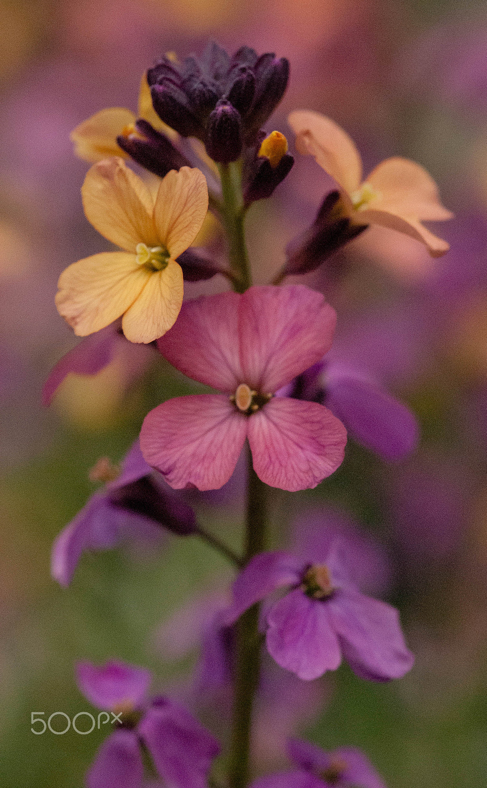Sigma 105mm F2.8 EX DG OS HSM sample photo. Sitting pretty photography