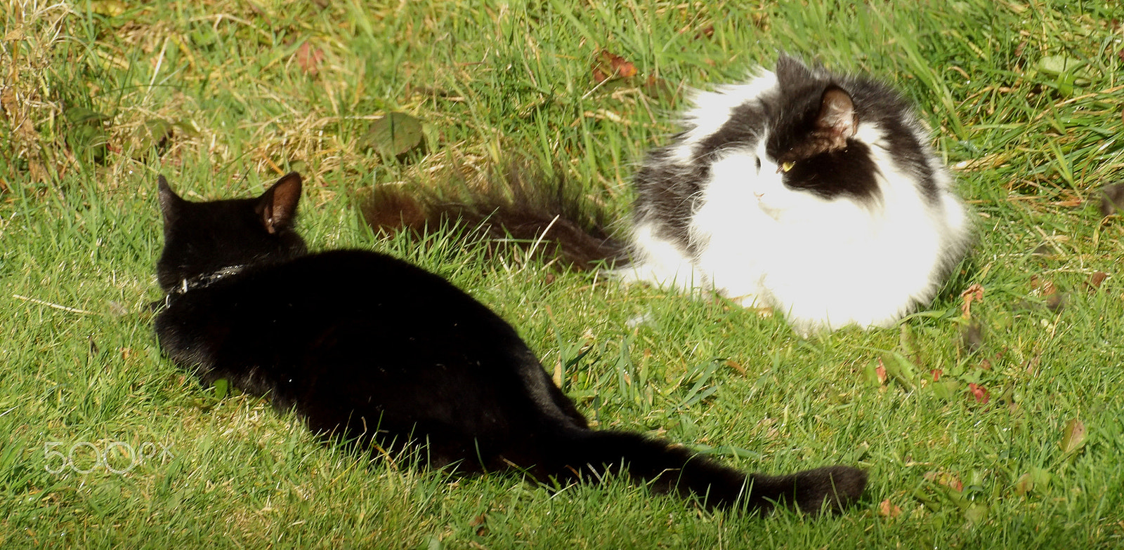 Ricoh PENTAX XG-1 sample photo. Cats photography
