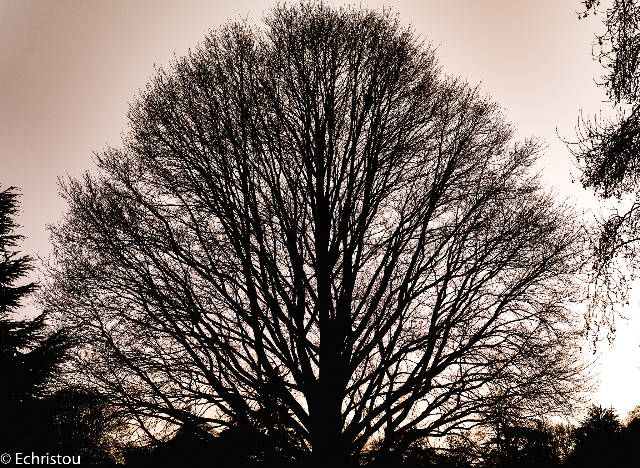 Leica Noctilux-M 50mm F0.95 ASPH sample photo. Tree of life photography