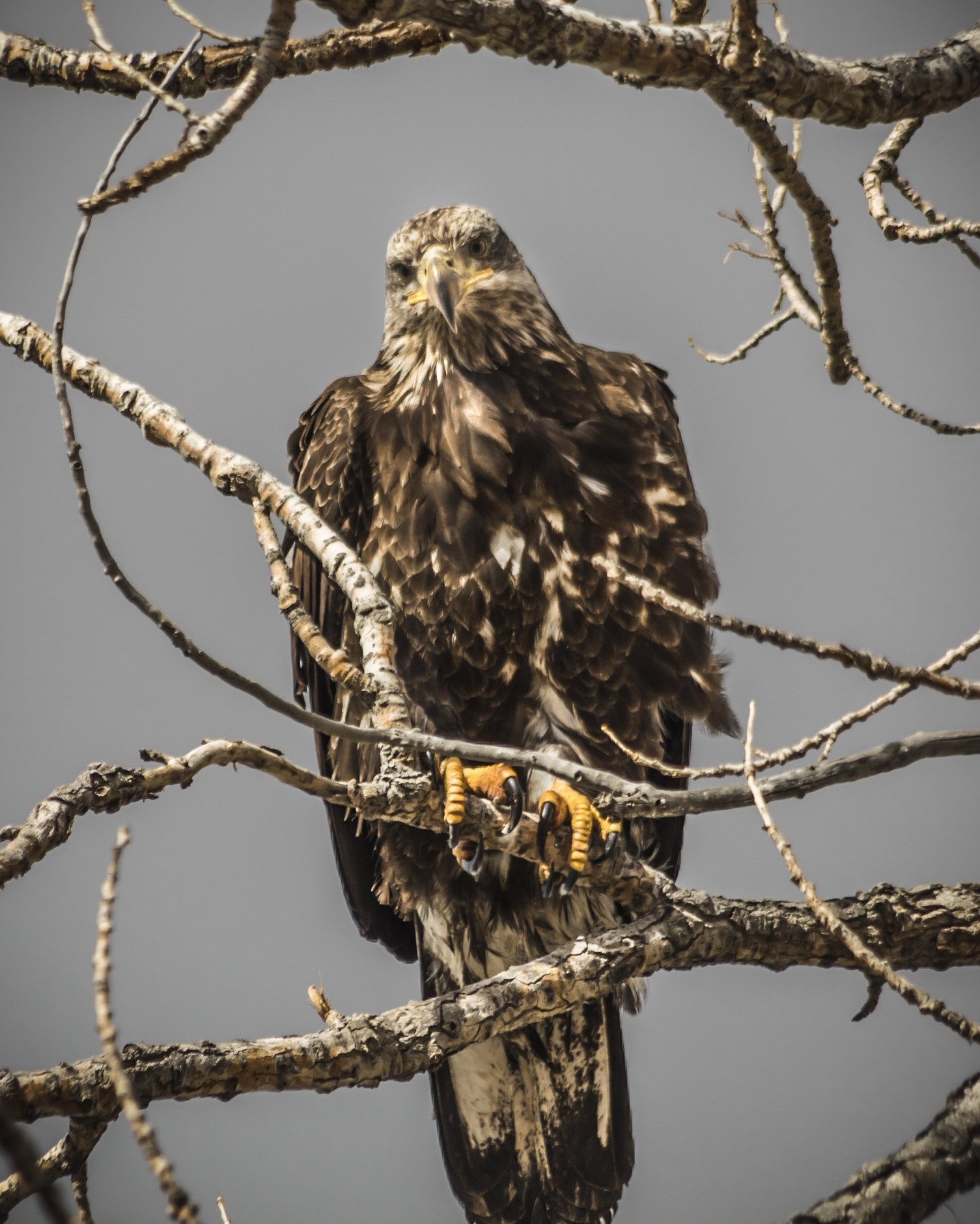 HD Pentax DA 55-300mm F4.0-5.8 ED WR sample photo. Come on man photography