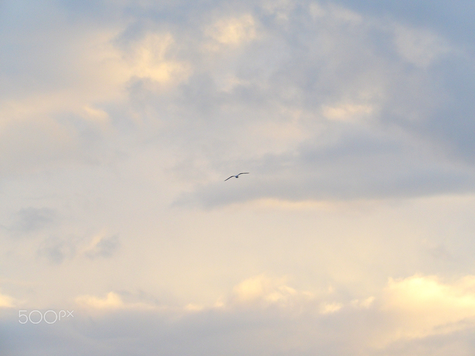 Ricoh PENTAX XG-1 sample photo. Seagull in the sky photography