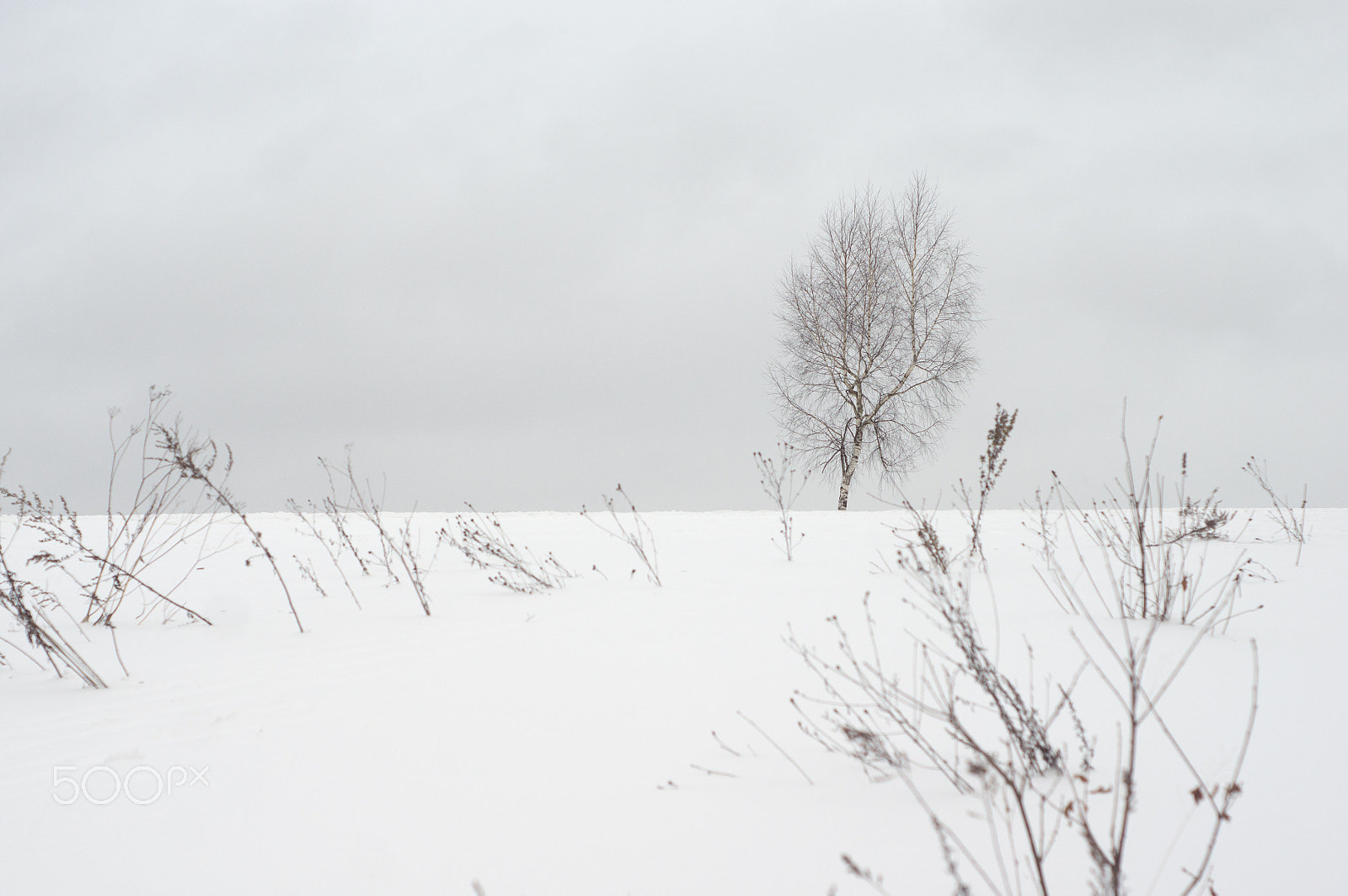 Minolta AF 50mm F1.7 New sample photo. Birch tree on snow field photography