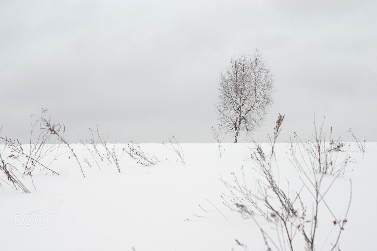 Sony Alpha DSLR-A580 + Minolta AF 50mm F1.7 New sample photo. Birch tree on snow field photography