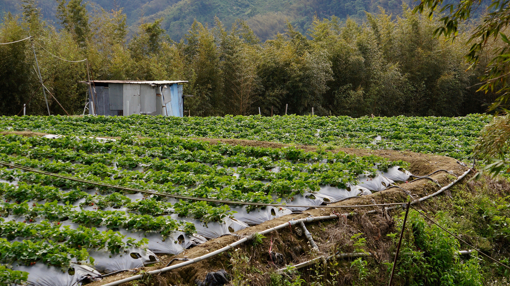 Sony E 55-210mm F4.5-6.3 OSS sample photo. Farm hut photography