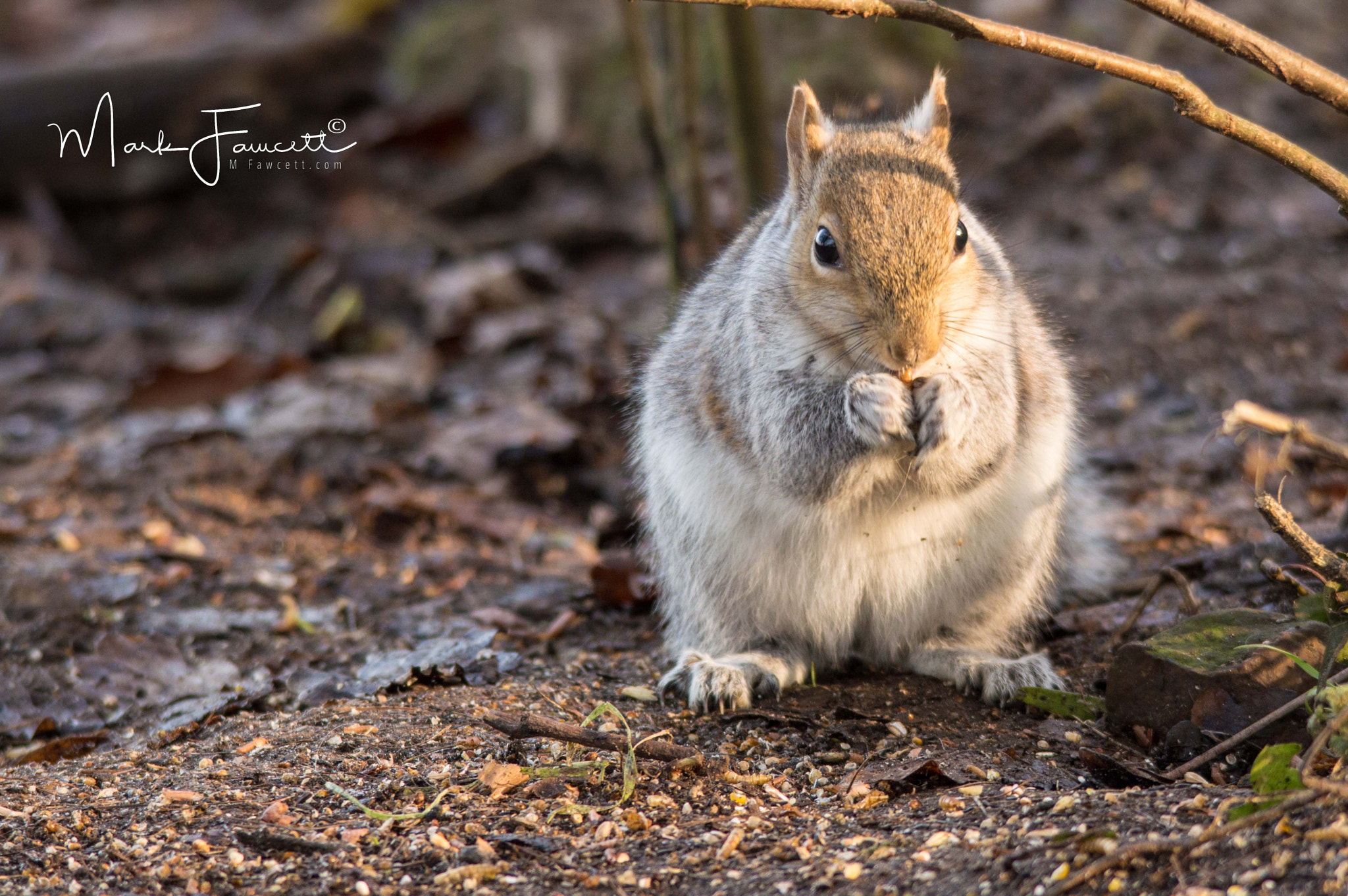 Sigma 150-500mm F5-6.3 DG OS HSM sample photo. Grey squirrel photography