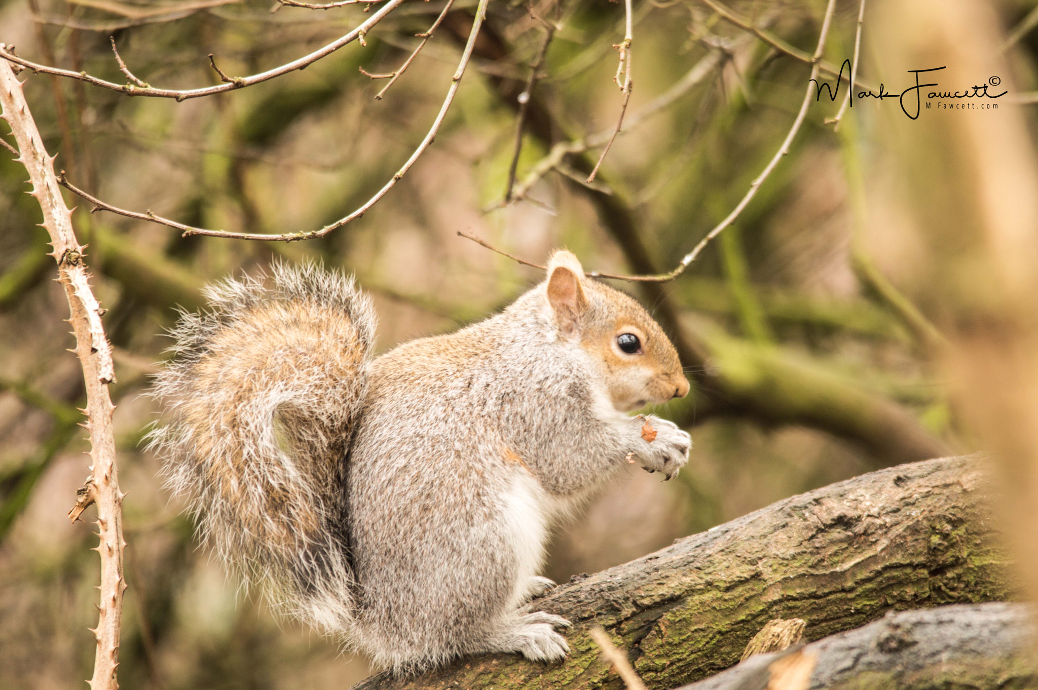 Sigma 150-500mm F5-6.3 DG OS HSM sample photo. Grey squirrel photography