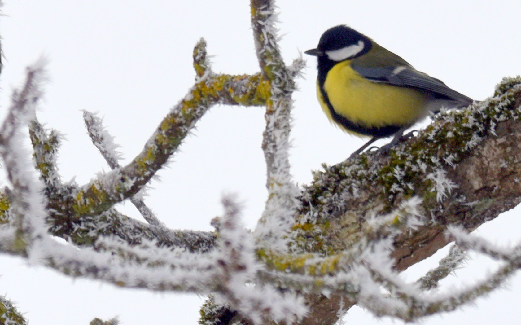 Sigma 150-600mm F5-6.3 DG OS HSM | S sample photo. Mésange charbonnière photography