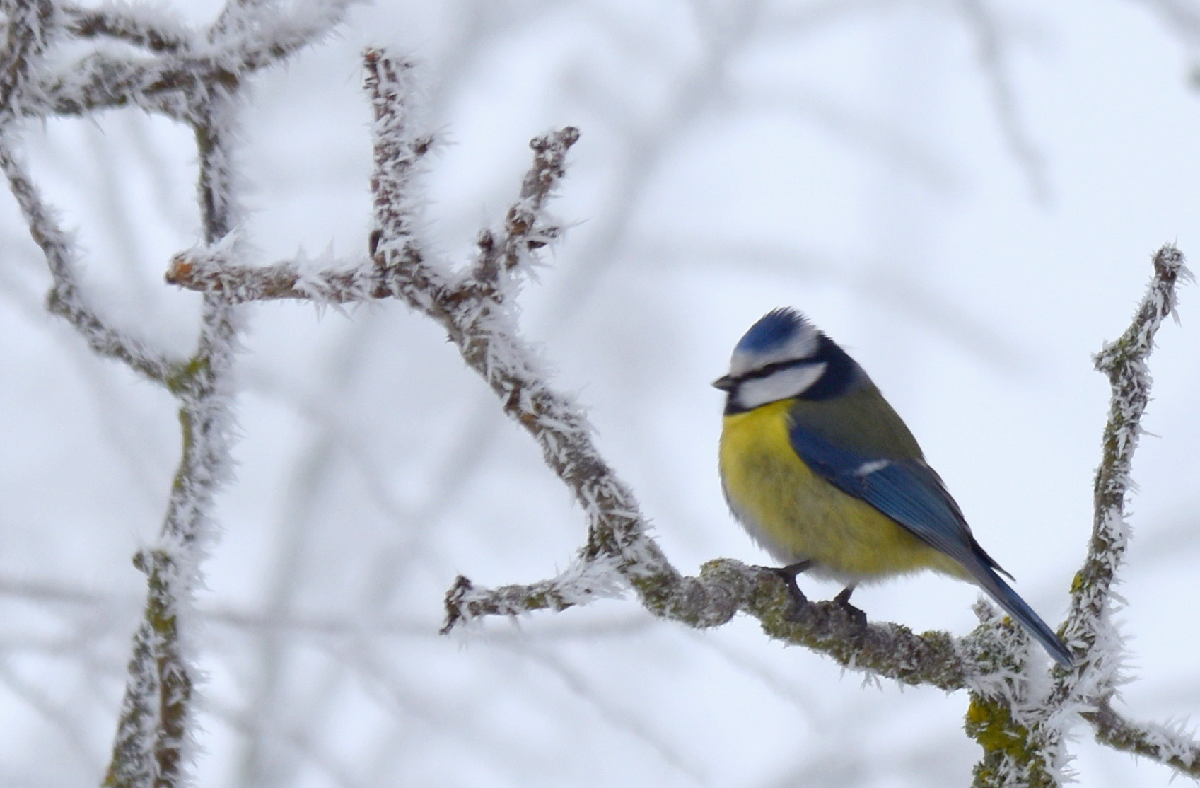 Sigma 150-600mm F5-6.3 DG OS HSM | S sample photo. Mésange bleue photography