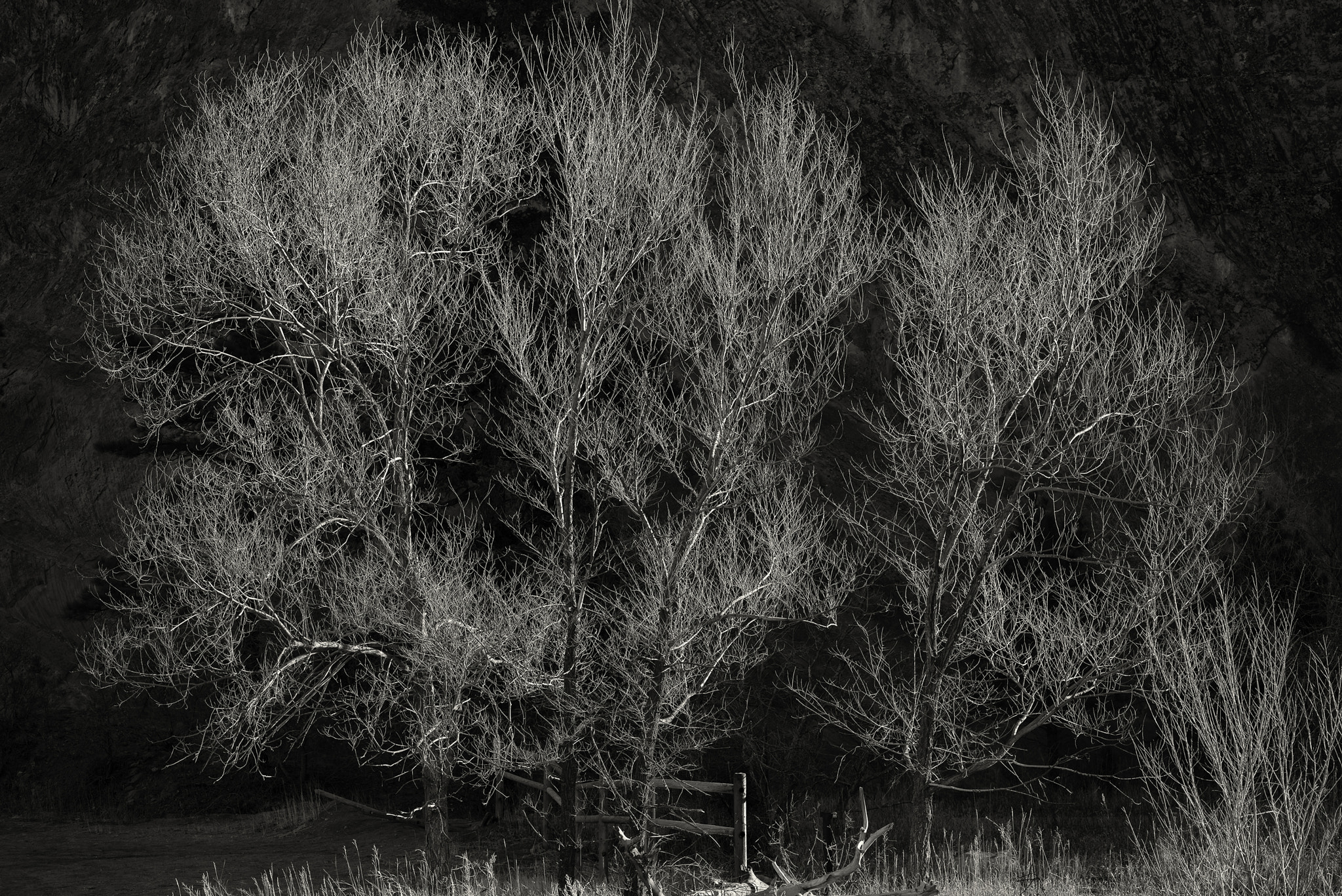 Nikon AF Nikkor 50mm F1.4D sample photo. Trees photography