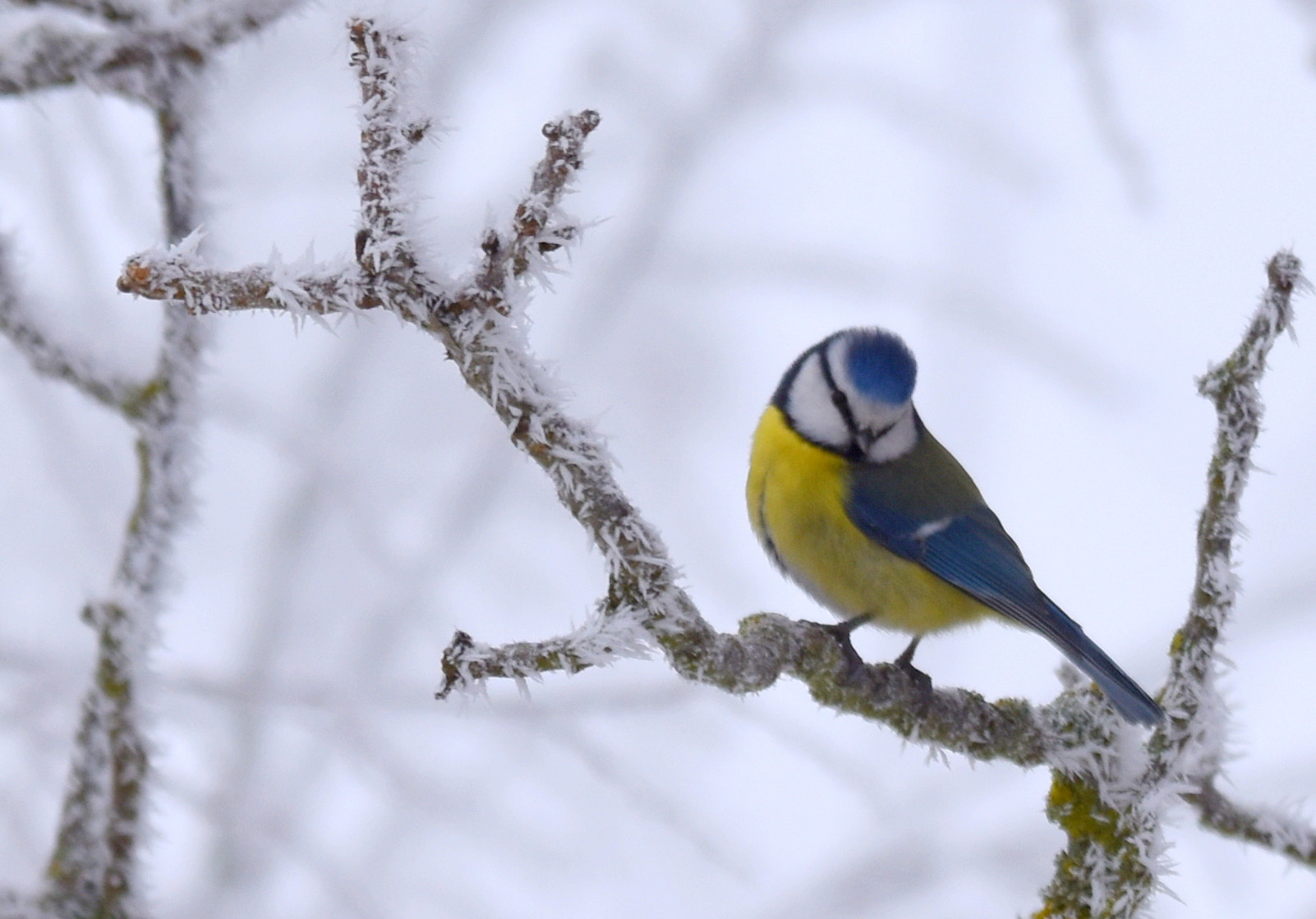 Sigma 150-600mm F5-6.3 DG OS HSM | S sample photo. Mésange bleue photography