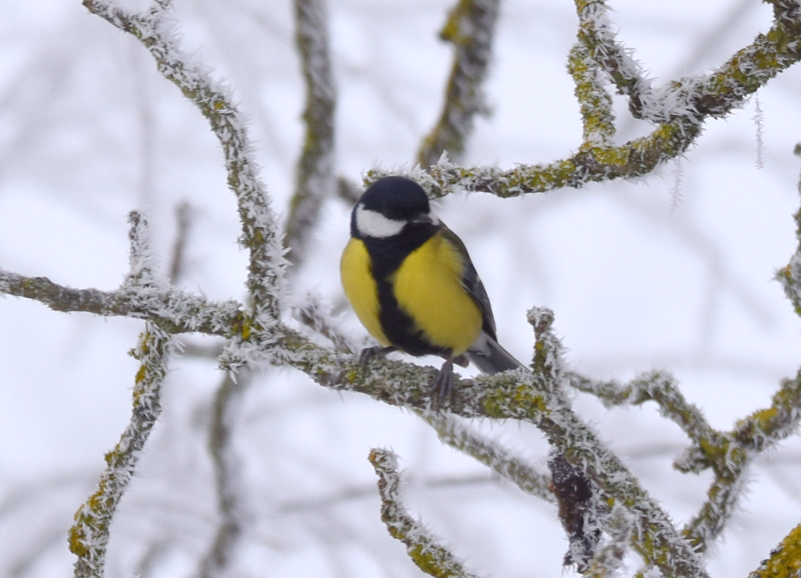 Nikon D7200 + Sigma 150-600mm F5-6.3 DG OS HSM | S sample photo. Mésange charbonnière photography