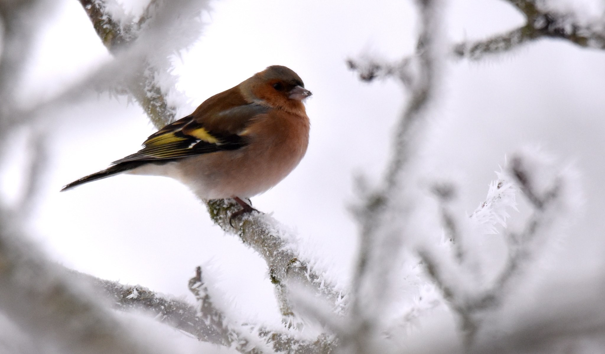 Sigma 150-600mm F5-6.3 DG OS HSM | S sample photo. Pinson des arbres photography