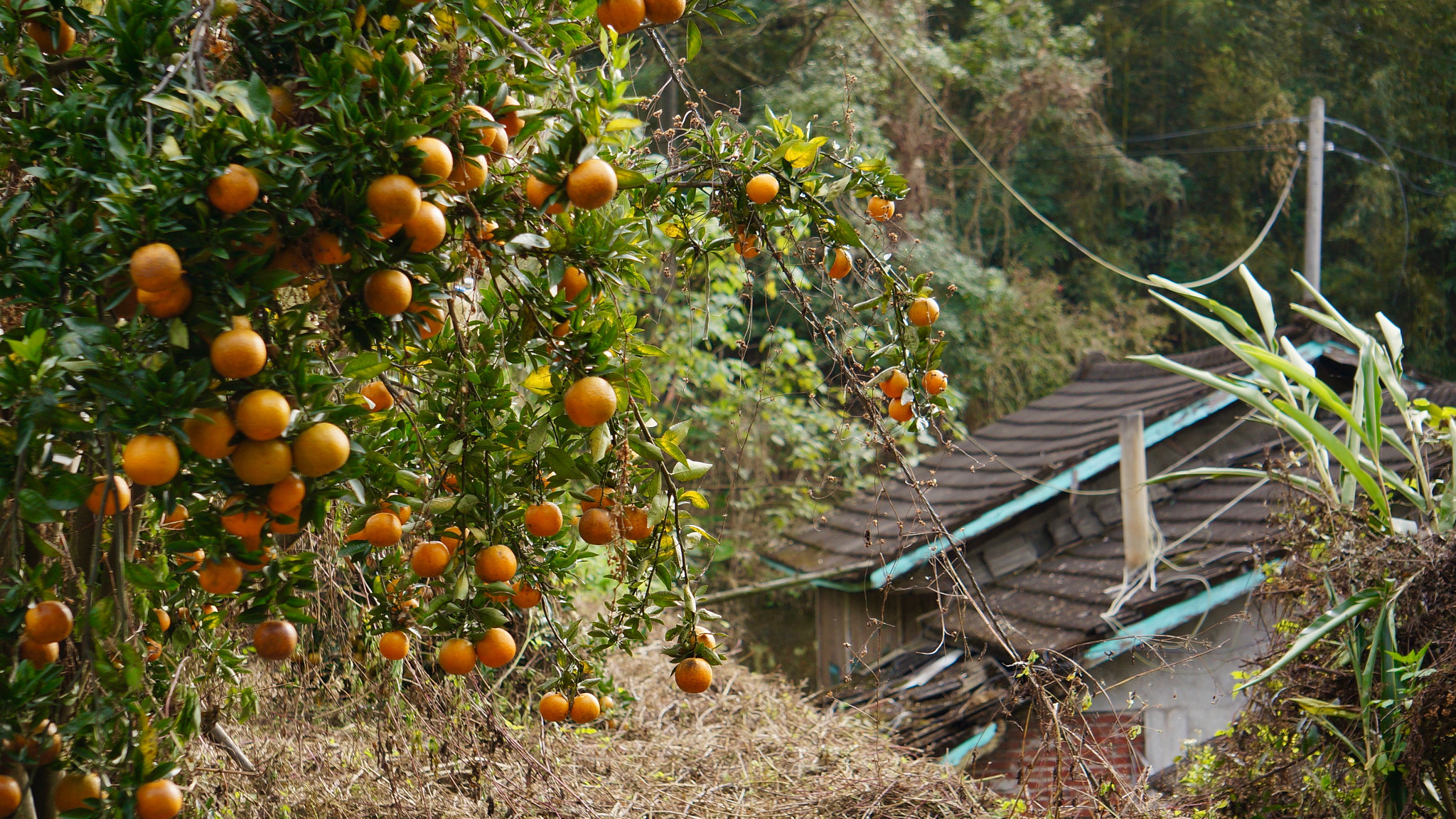 Sony E 55-210mm F4.5-6.3 OSS sample photo. Orange farm photography