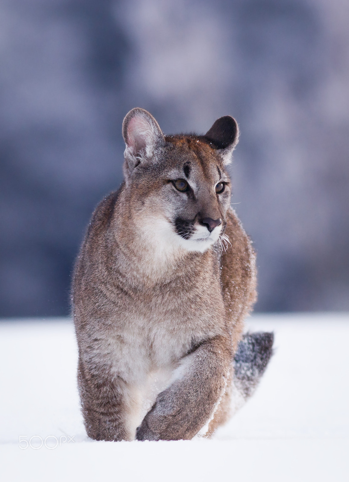 Canon EOS 80D + Canon EF 400mm F5.6L USM sample photo. Puma americká-v lp photography