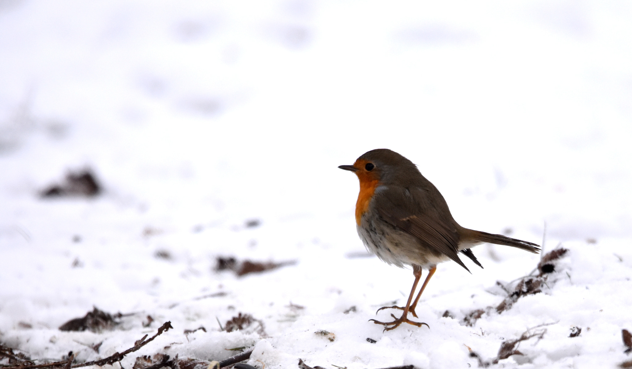 Sigma 150-600mm F5-6.3 DG OS HSM | S sample photo. Rouge gorge photography