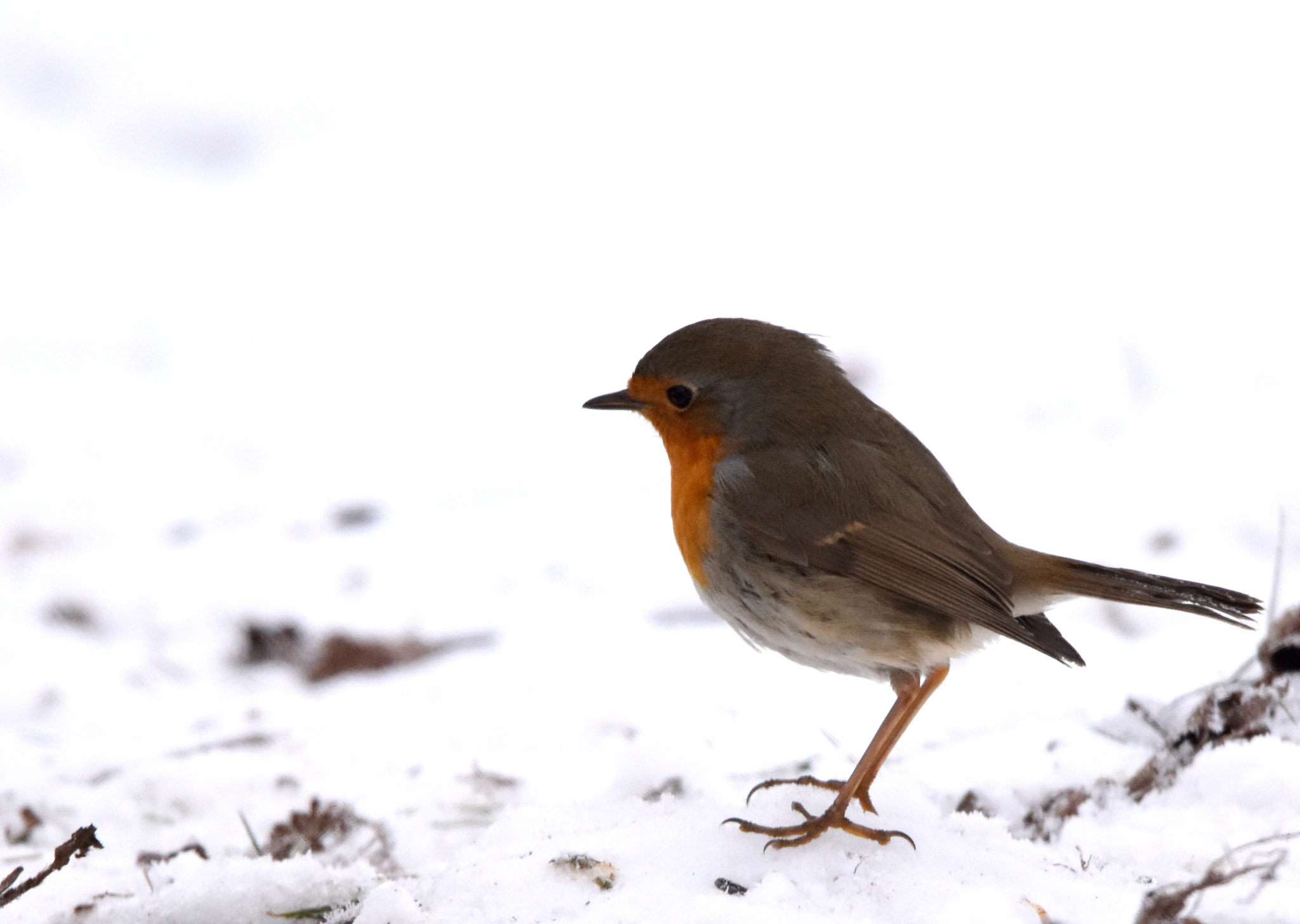 Sigma 150-600mm F5-6.3 DG OS HSM | S sample photo. Rouge gorge photography