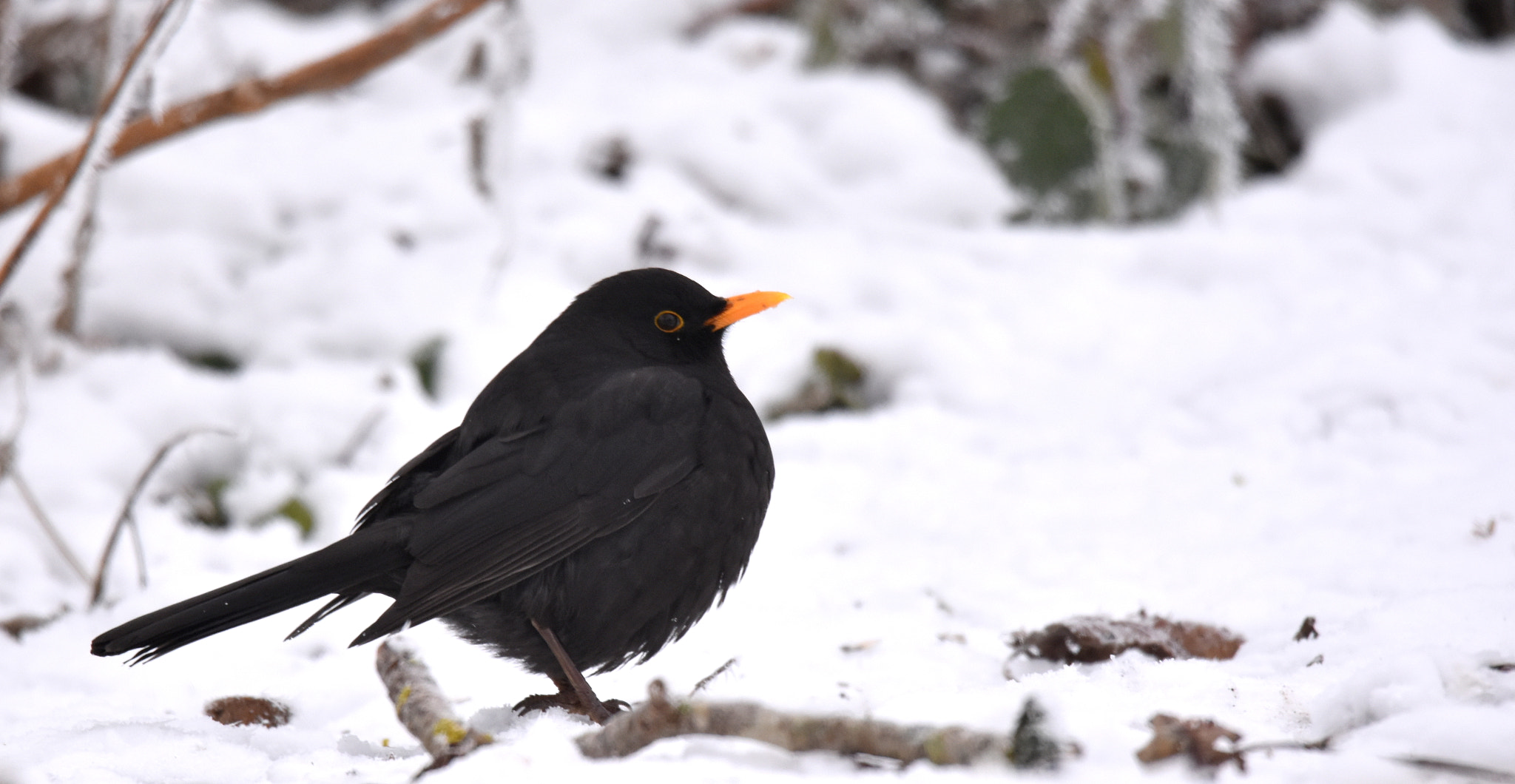 Sigma 150-600mm F5-6.3 DG OS HSM | S sample photo. Merle noir photography