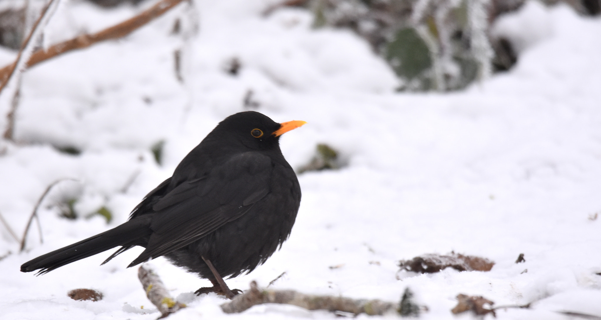 Sigma 150-600mm F5-6.3 DG OS HSM | S sample photo. Merle noir photography