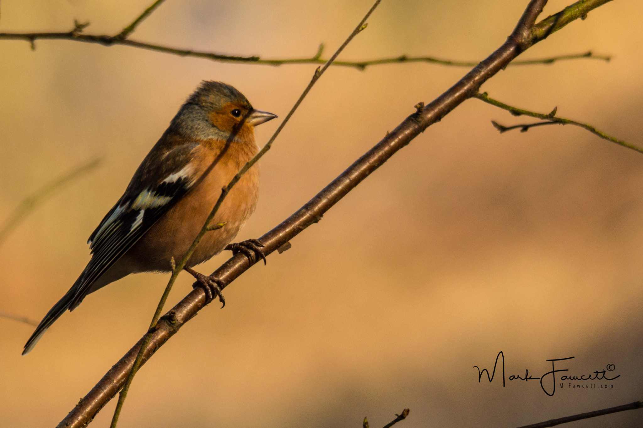 Nikon D3200 + Sigma 150-500mm F5-6.3 DG OS HSM sample photo. Male chaffinch photography