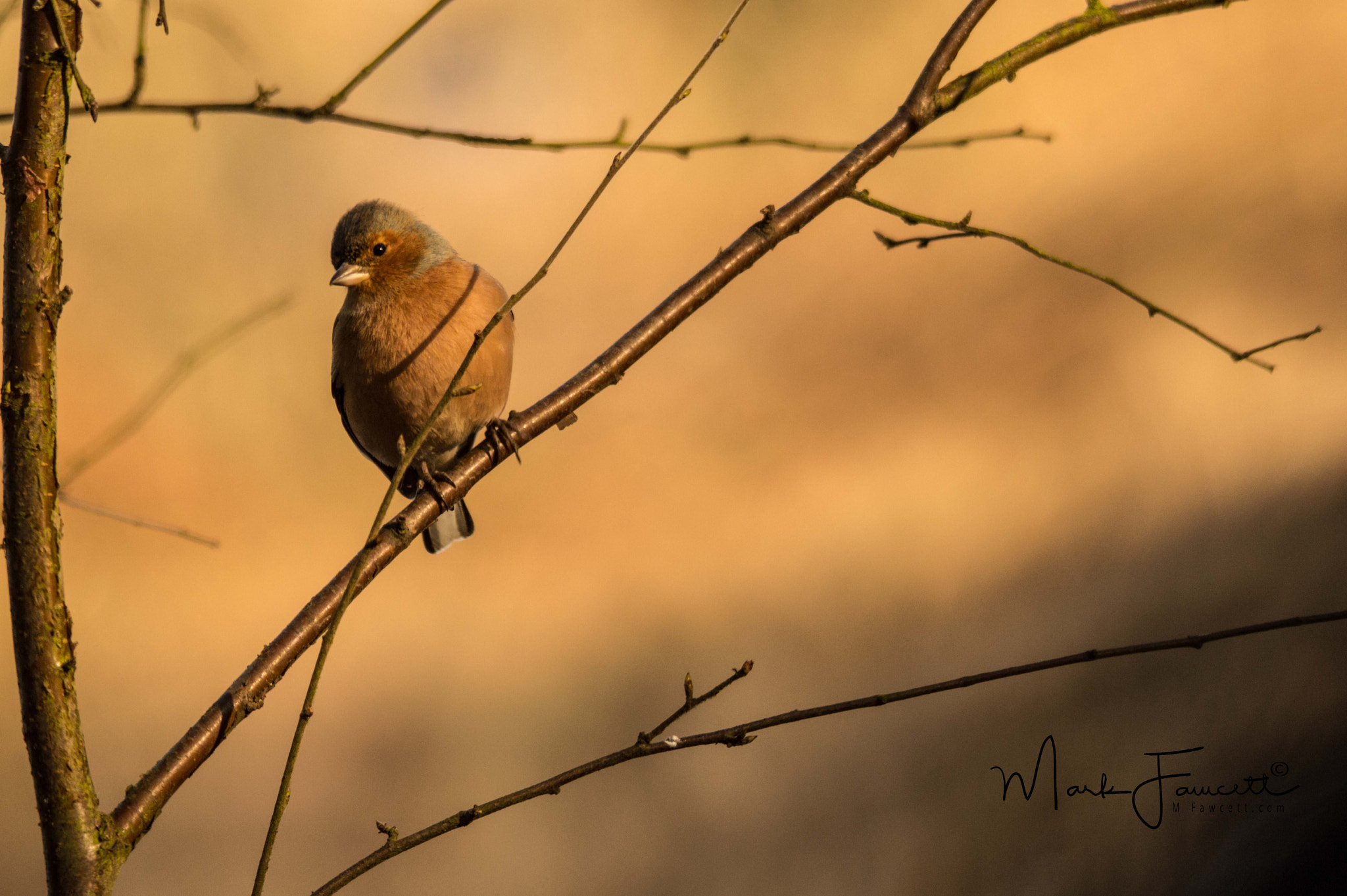 Sigma 150-500mm F5-6.3 DG OS HSM sample photo. Male chaffinch photography