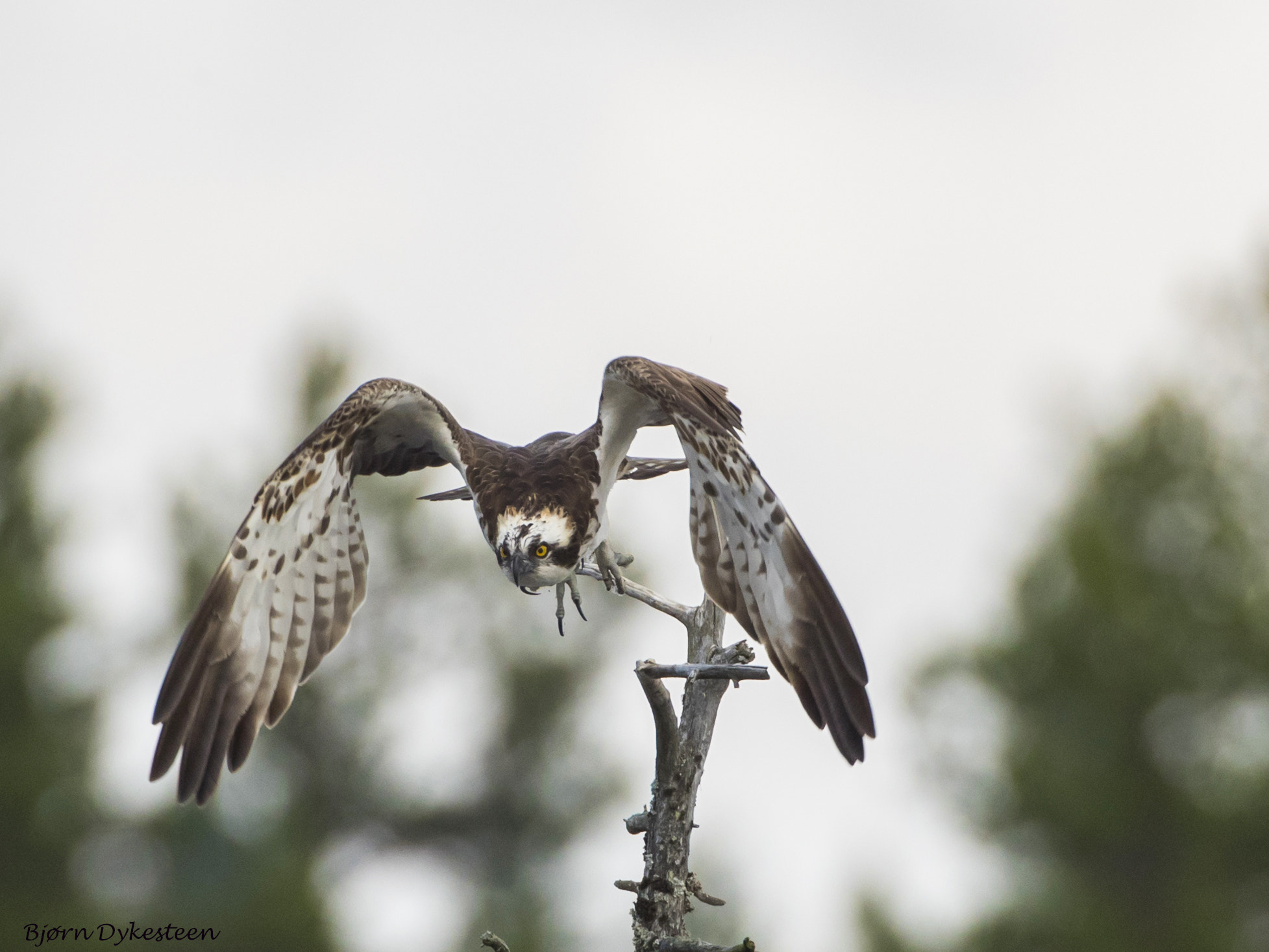 Canon EF 200mm F2.8L II USM sample photo. Osprey male photography