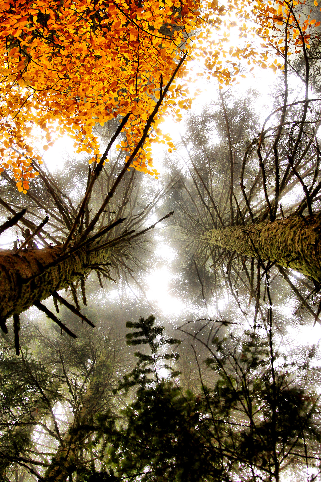 Canon EF 24-70mm F2.8L II USM sample photo. One nice 'forest photography