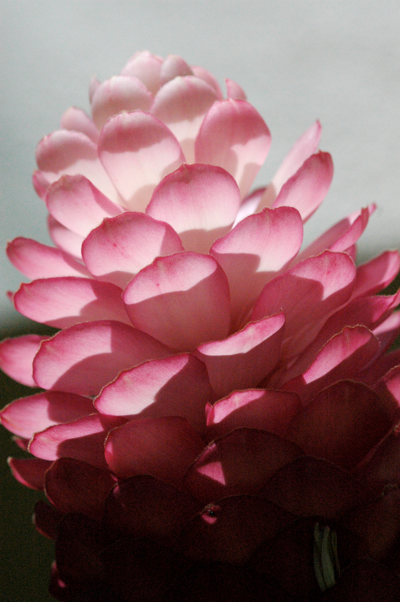 Nikon D70 + Sigma 105mm F2.8 EX DG Macro sample photo. In the pink photography