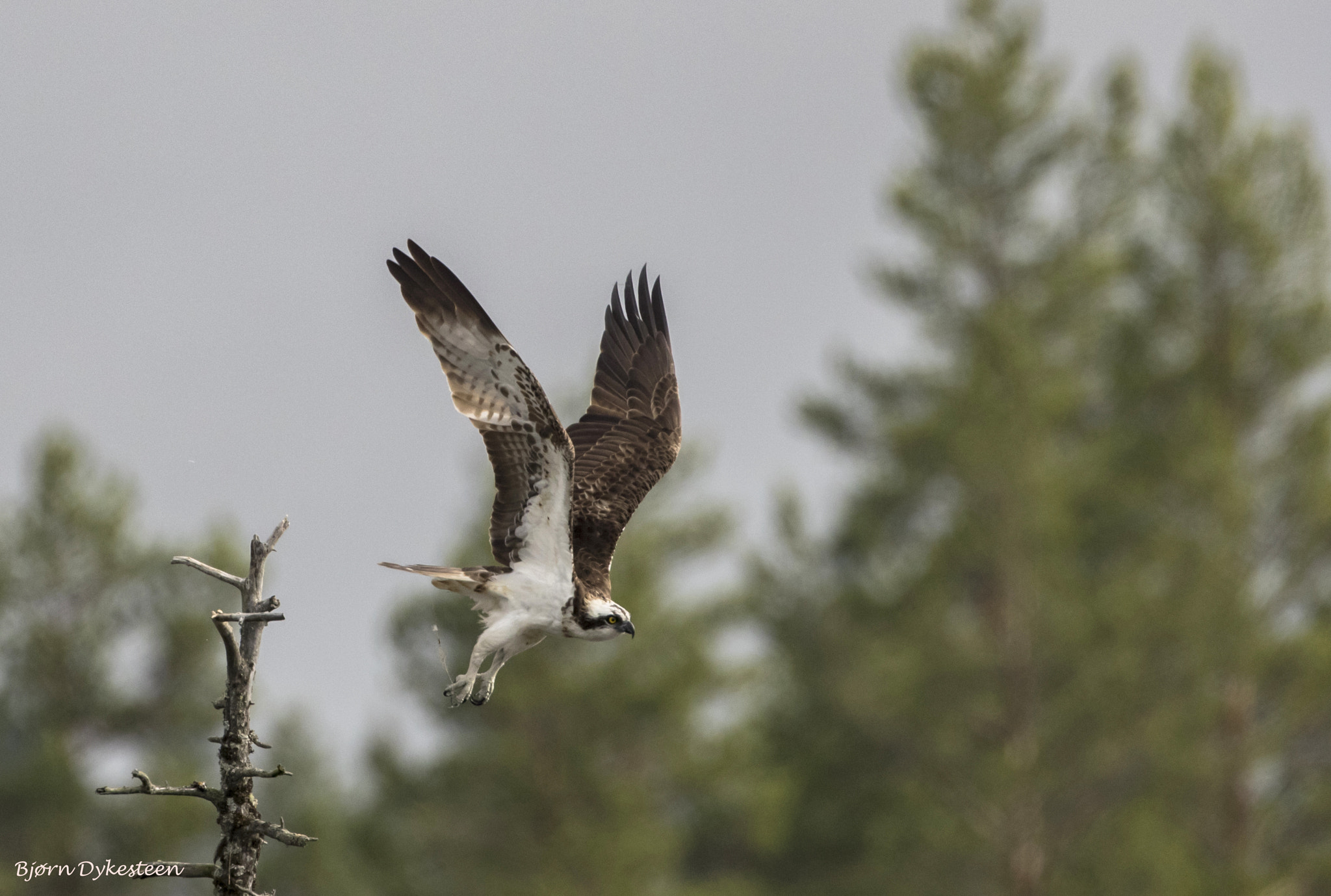 Canon EF 200mm F2.8L II USM sample photo. Osprey male photography