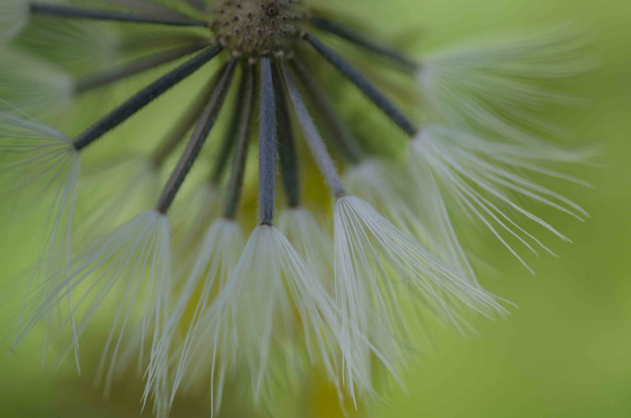 Nikon D7000 + Sigma 105mm F2.8 EX DG Macro sample photo. Wispy seeds photography