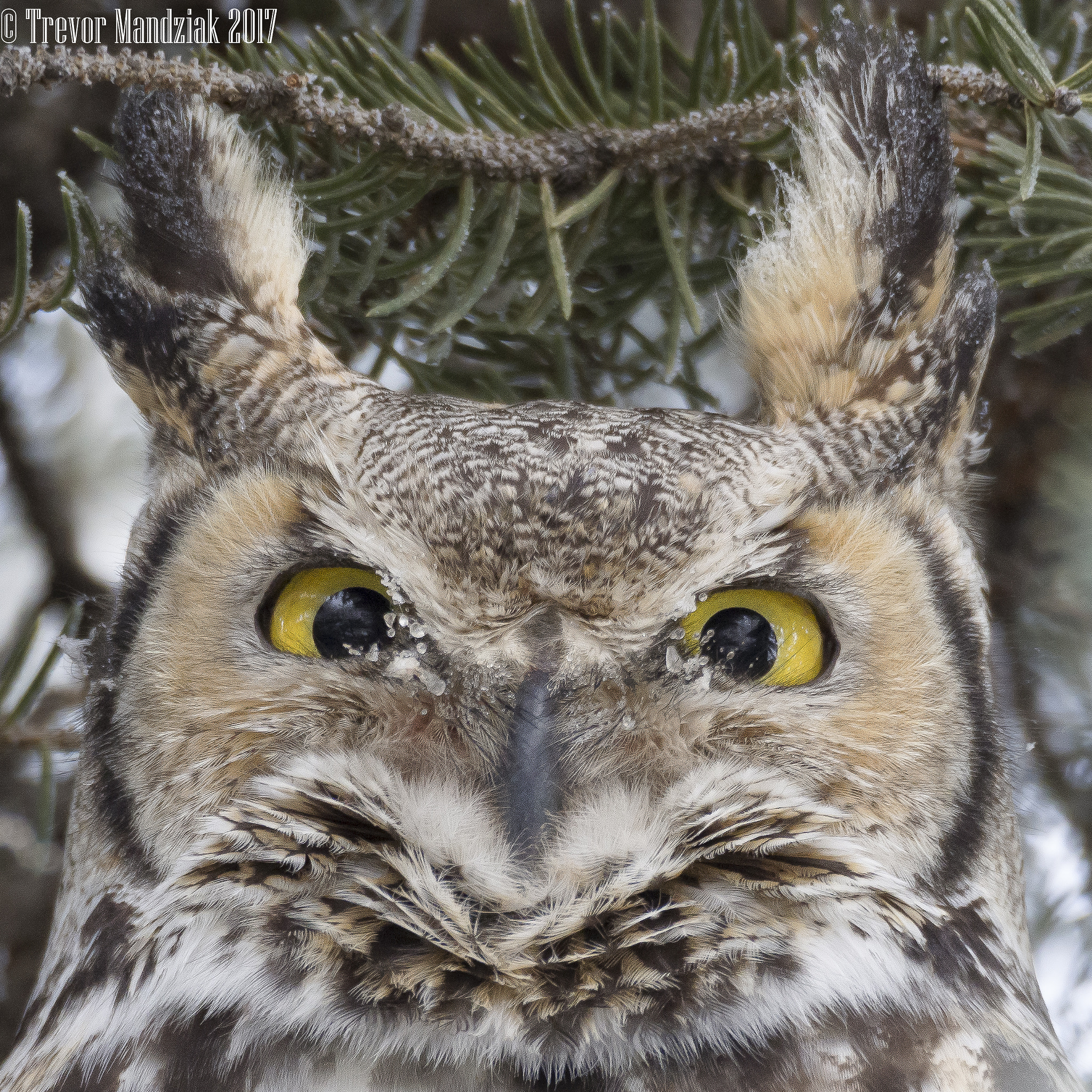 Olympus OM-D E-M10 II sample photo. Great horned owl that has some long horns photography